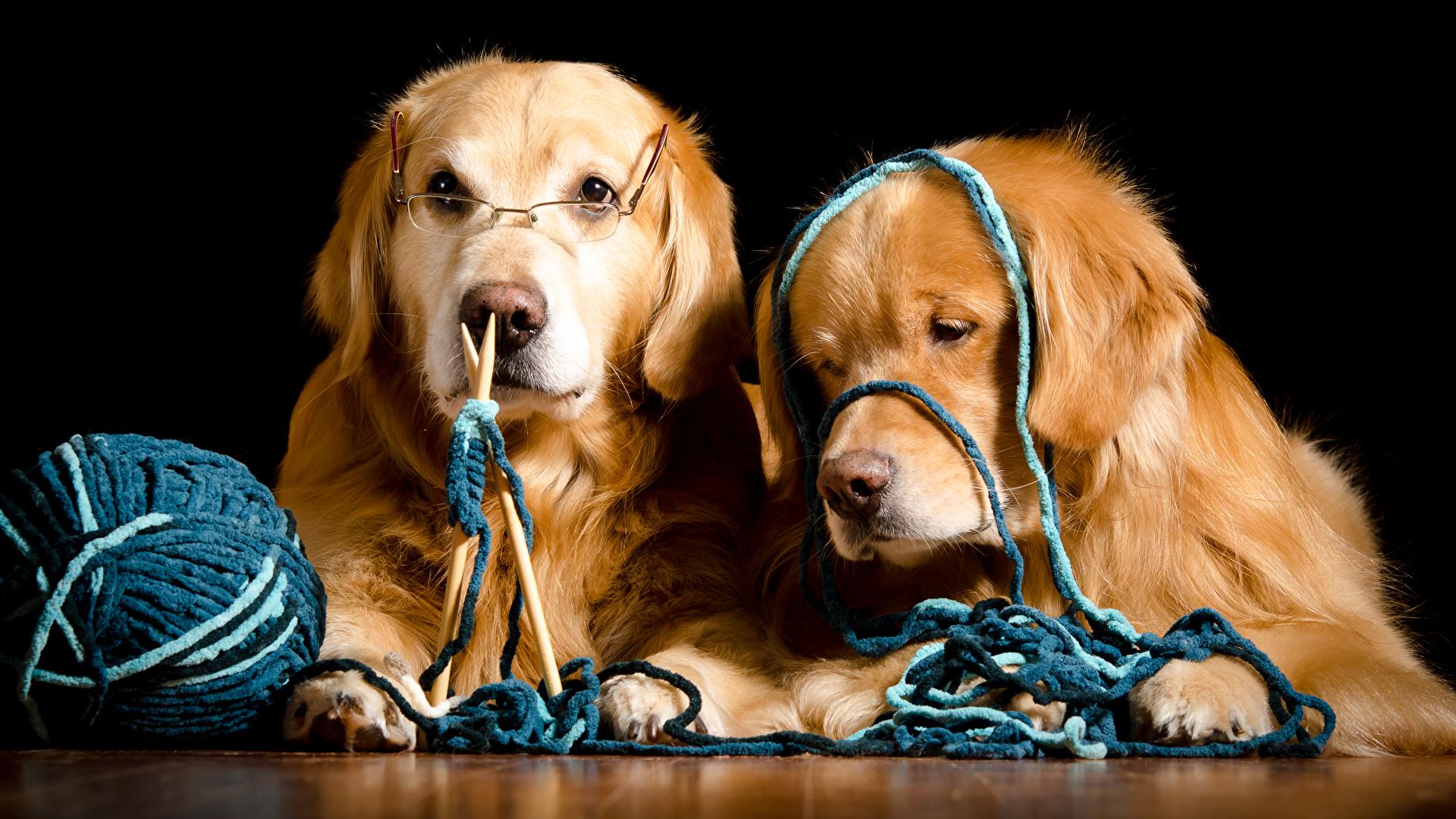 Wallpaper Retriever Golden Retriever Dogs Two Glasses 1920x1080
