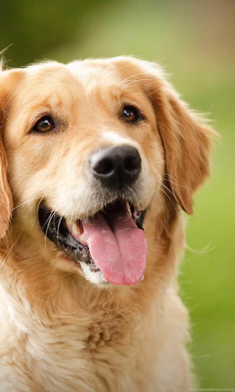 Golden Retriever Wallpapers - Wallpaper Cave