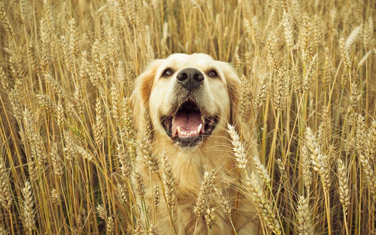 Joyful 1005720 Golden Retriever Image, Golden Retriever Wallpaper