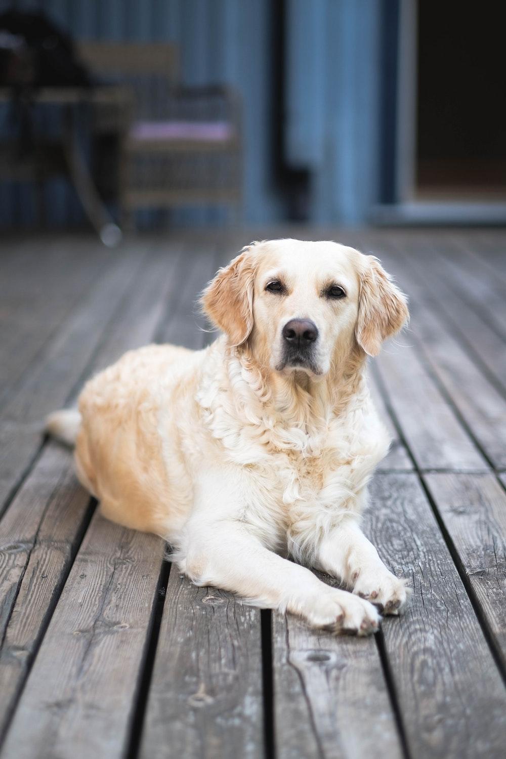 Golden Retriever Picture [HD]. Download Free Image