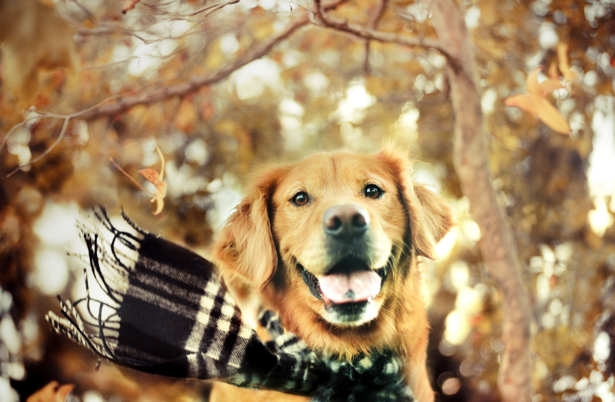 Inspirational Free Golden Retriever Wallpaper for Desktop. Desktop