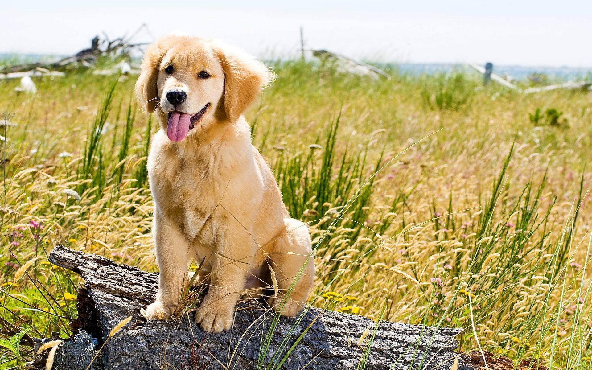 Golden Retriever Wallpaper