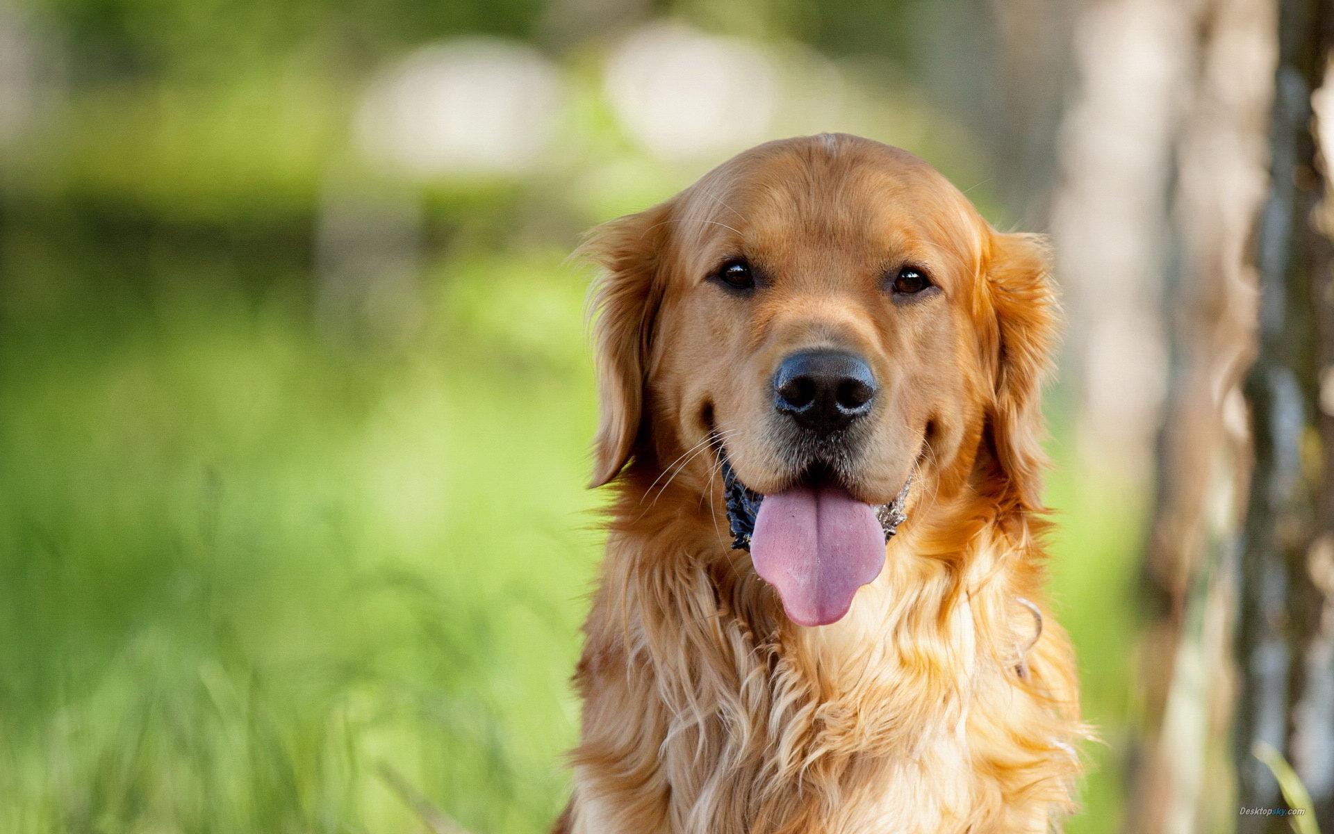 Golden Retriever HD Wallpaper , Find HD Wallpaper For Free