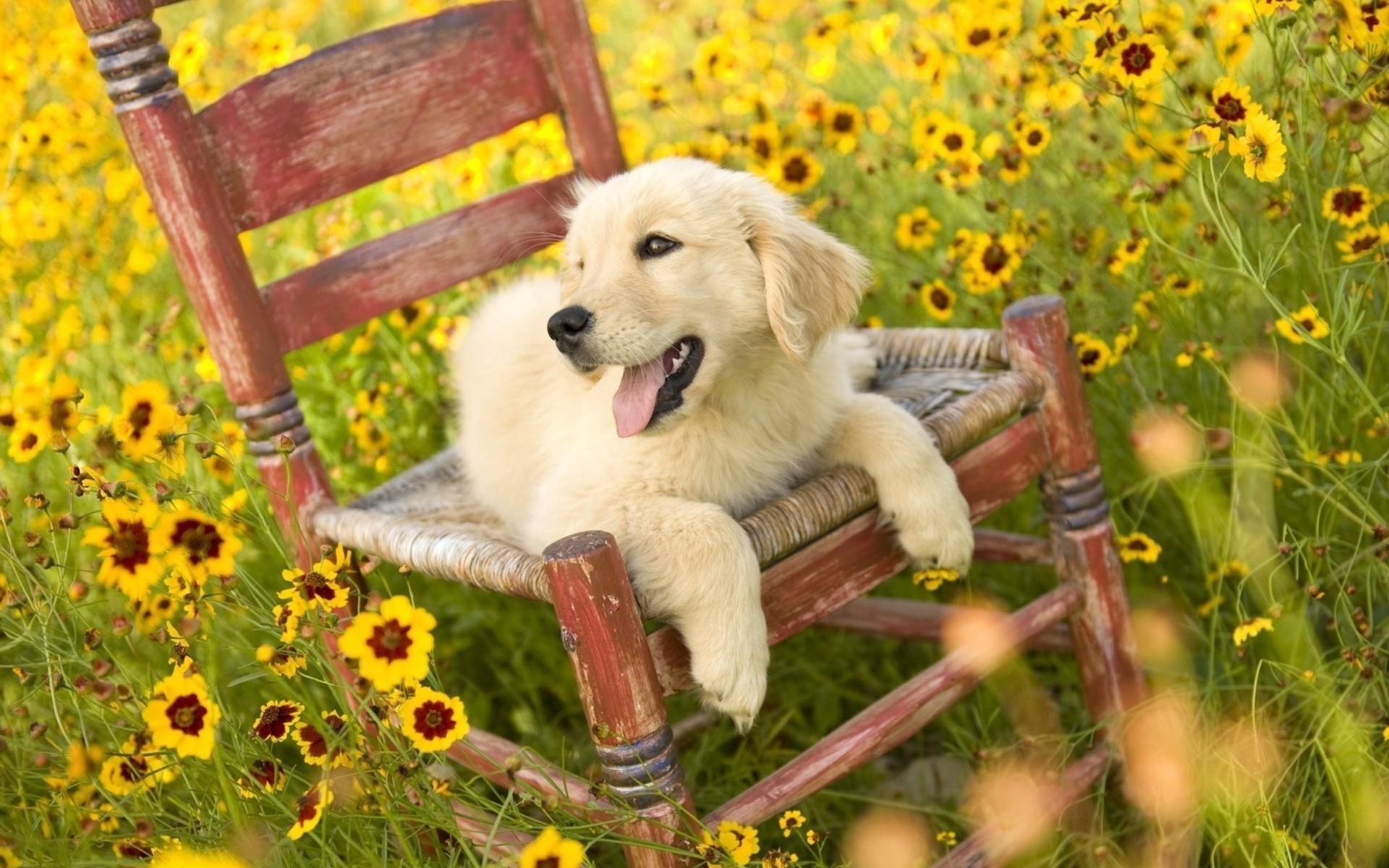 Dogs golden retriever wallpaper. PC