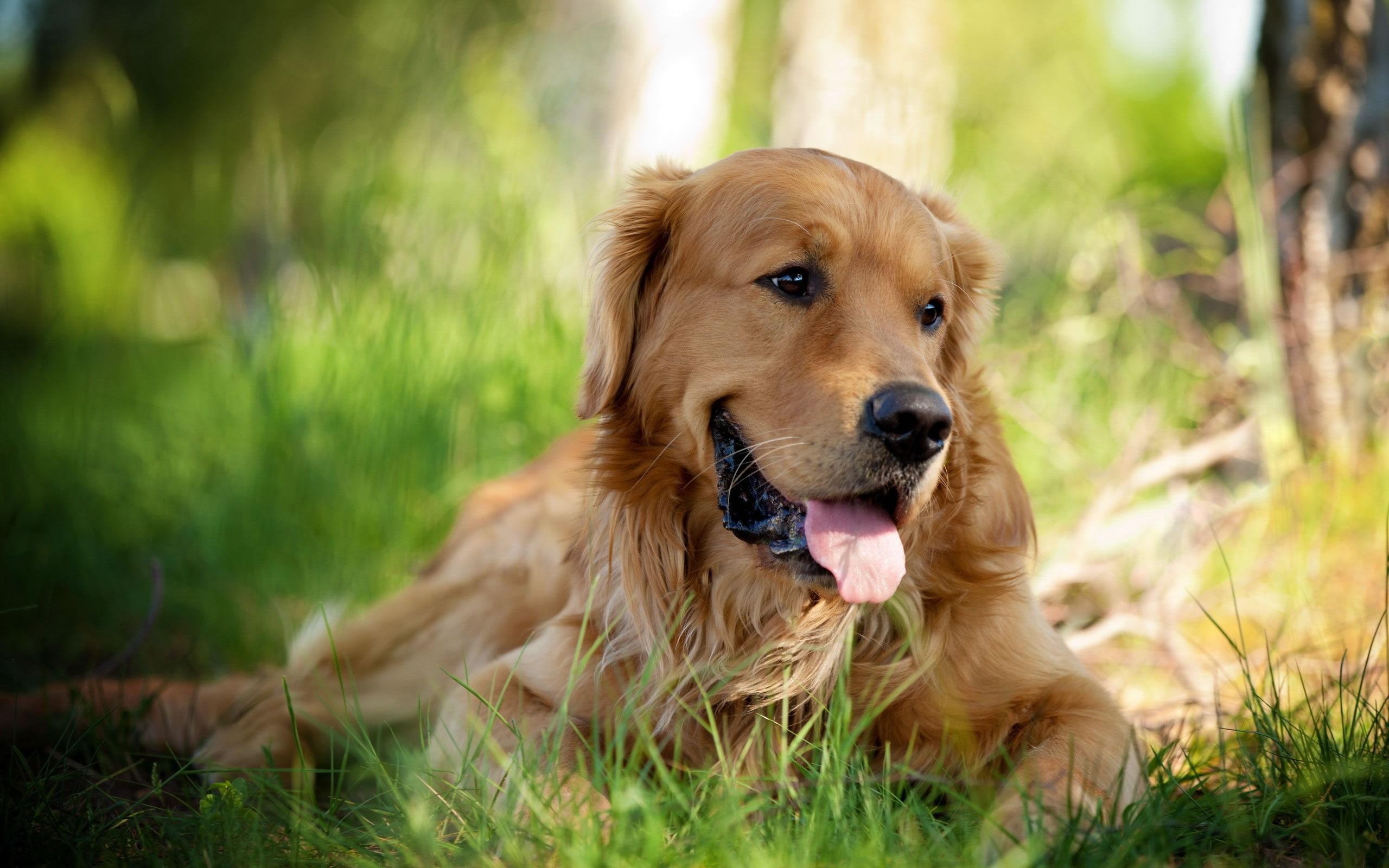 Golden Retriever Wallpaper Free Is 4K Wallpaper