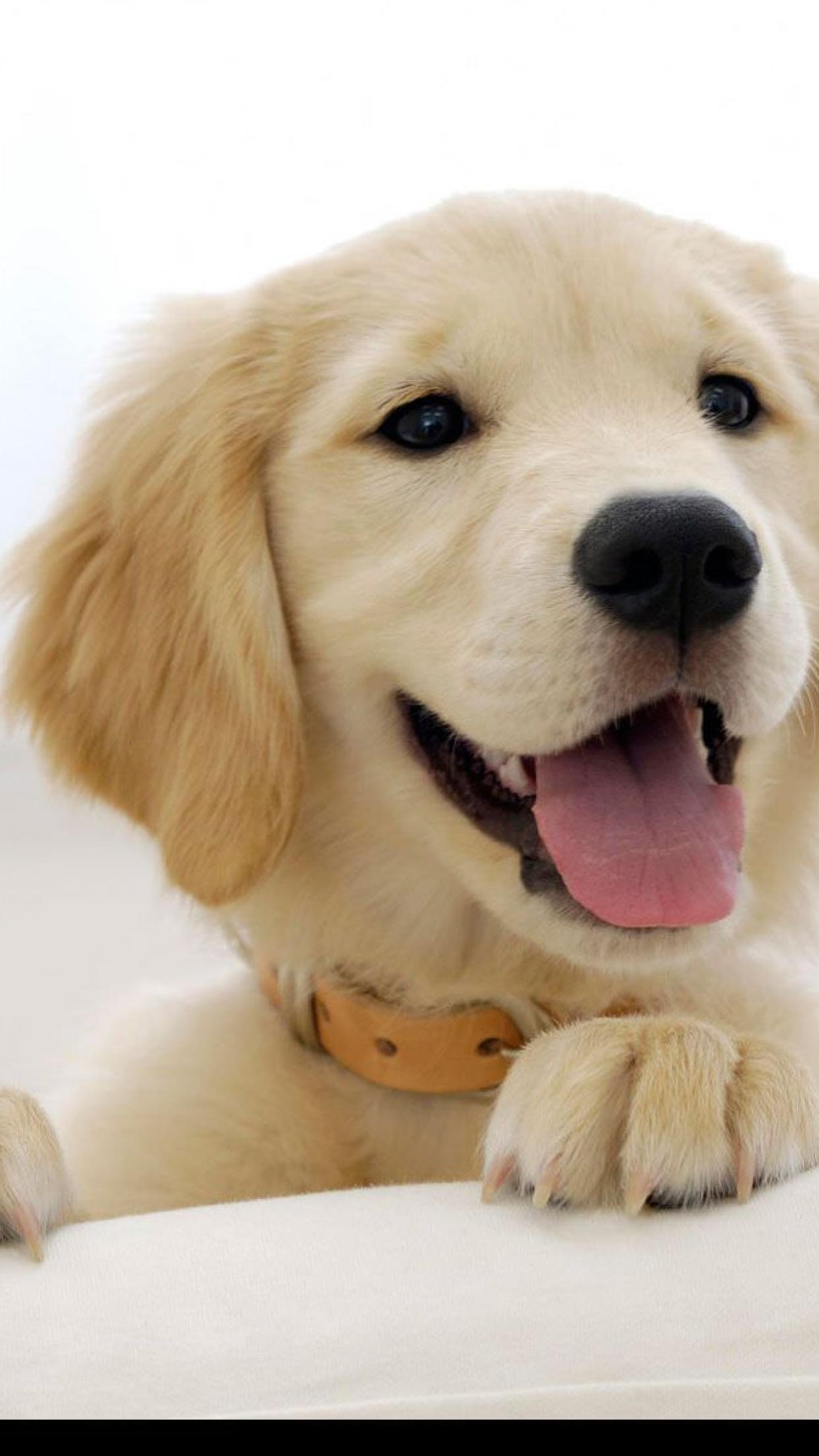 Golden Retriever Wallpaper HD