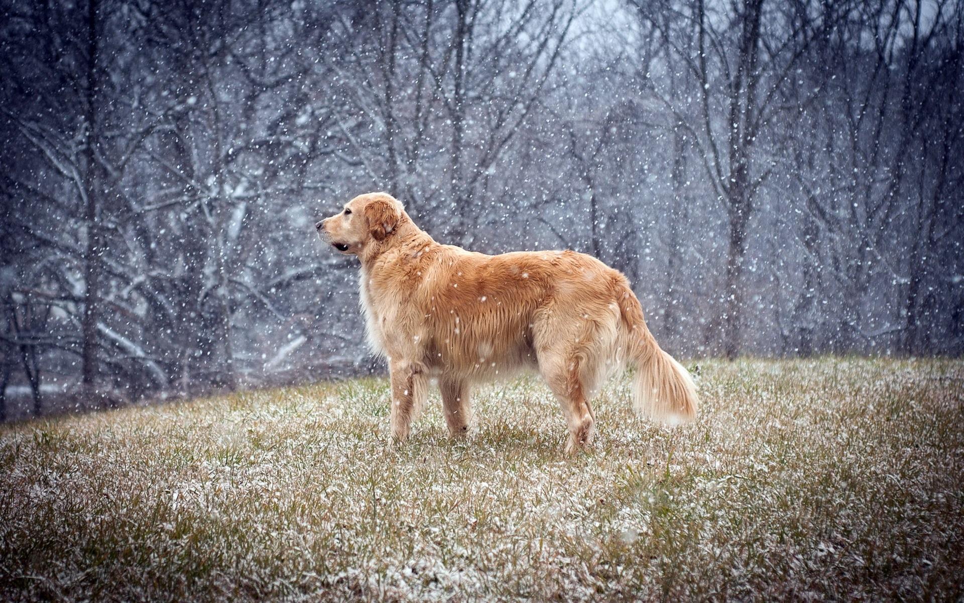 Golden Retriever wallpaper HD Golden Retriever wallpaper