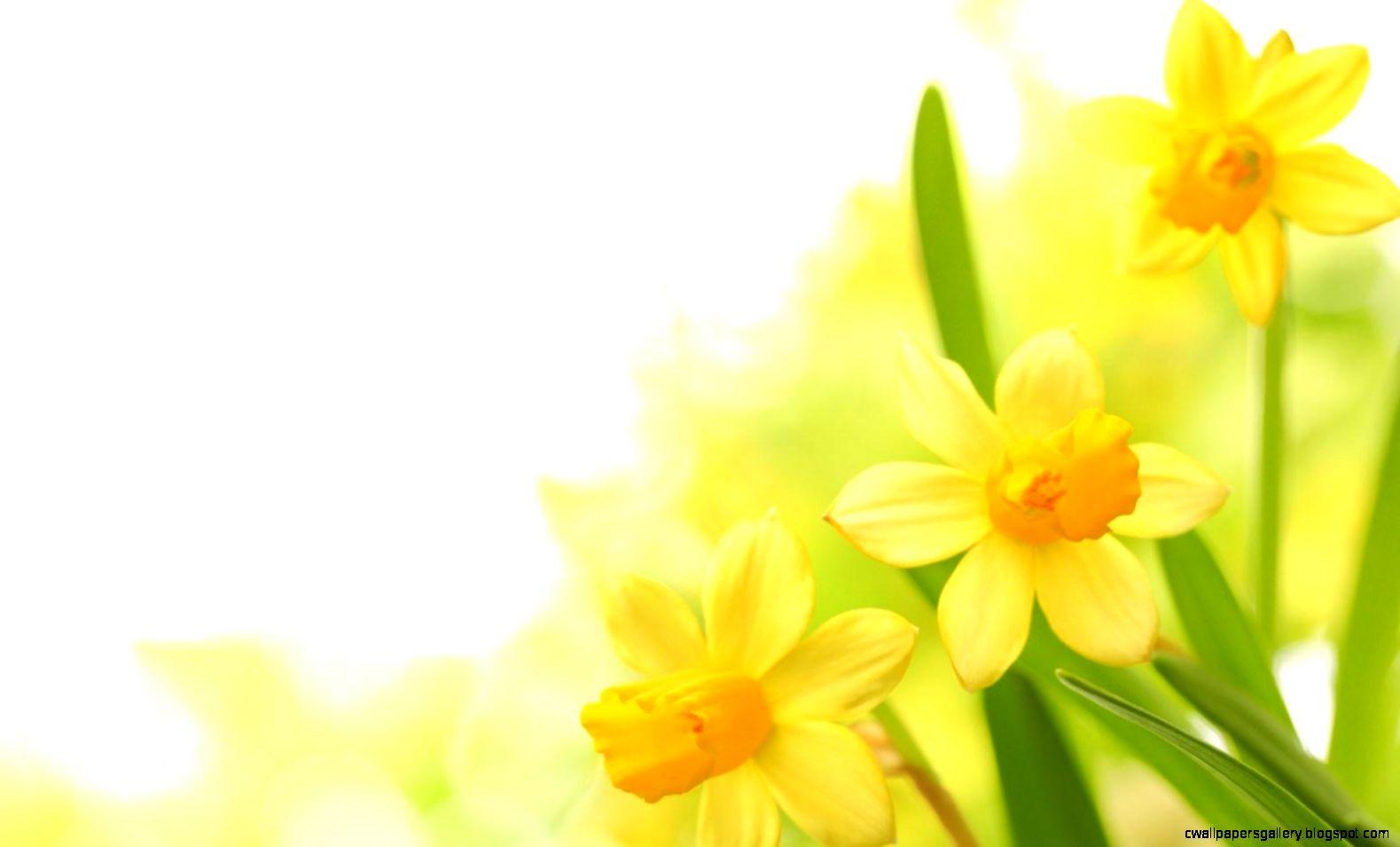 Yellow Flower Wallpaper