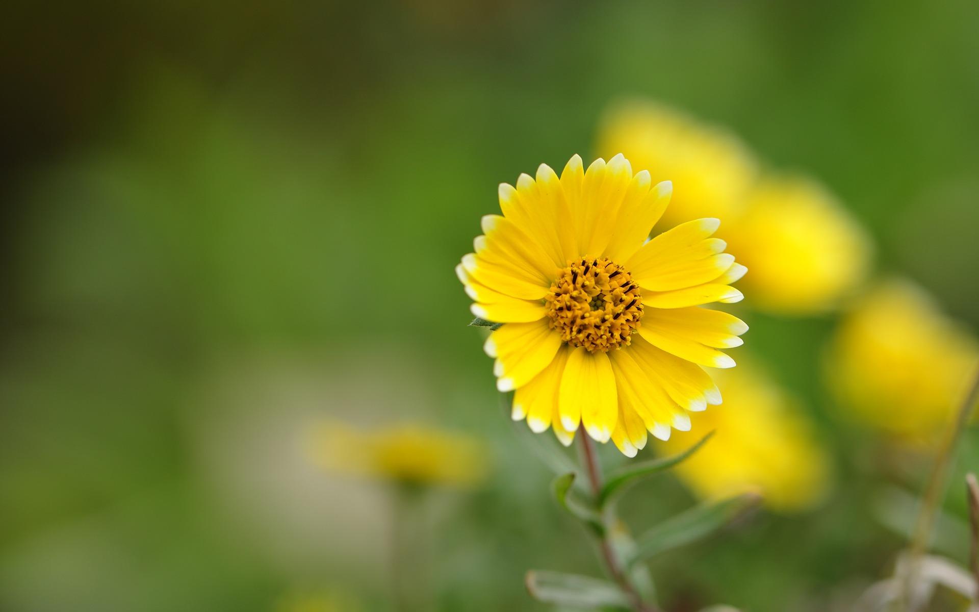 Yellow Flower wallpaper HD free