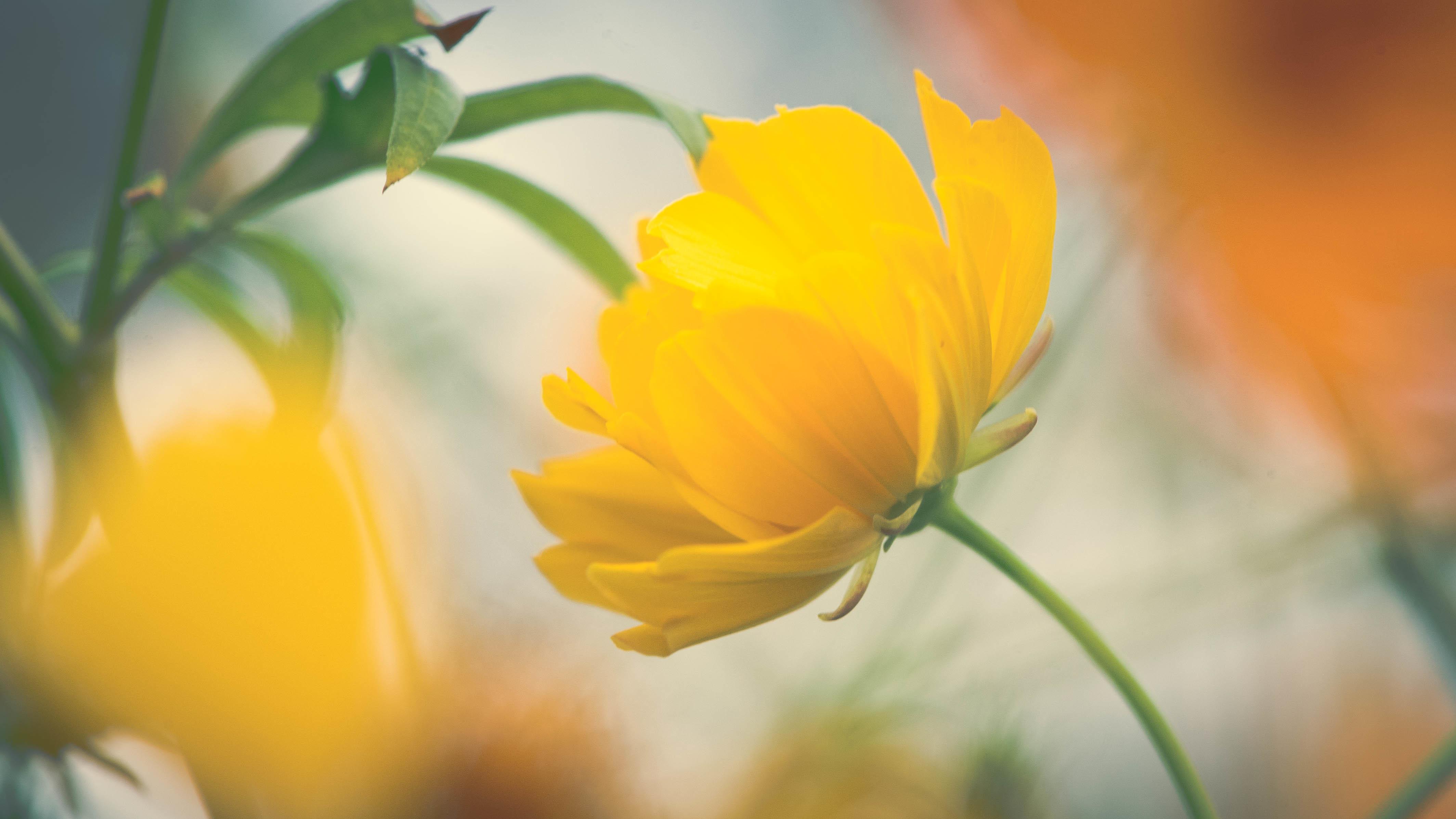 Wallpaper Yellow flower, Beautiful, HD, Flowers