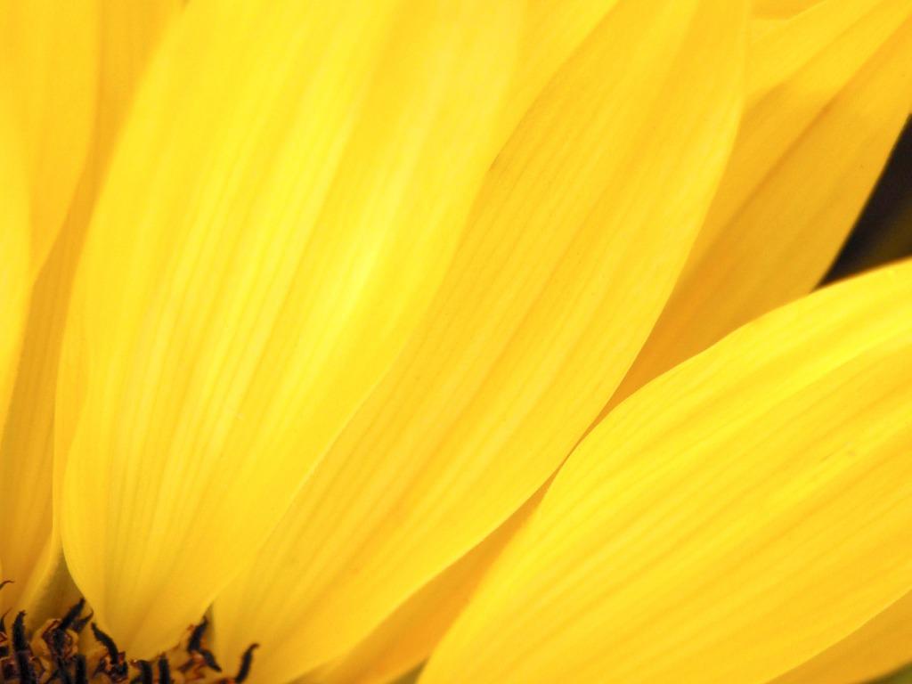 Yellow Flower Wallpaper Flowers Nature Wallpaper in jpg format
