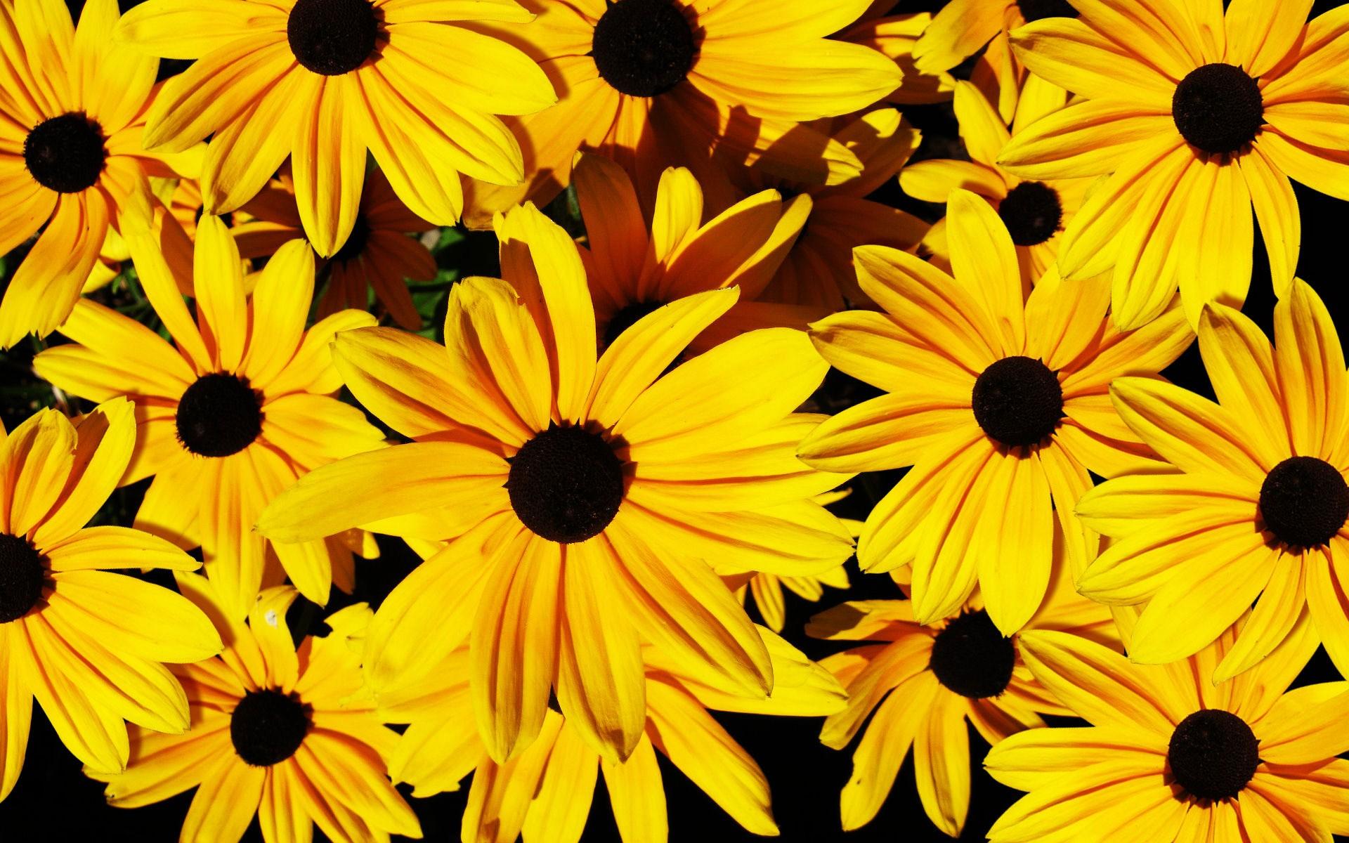 Yellow Flowers Background, High Definition, High