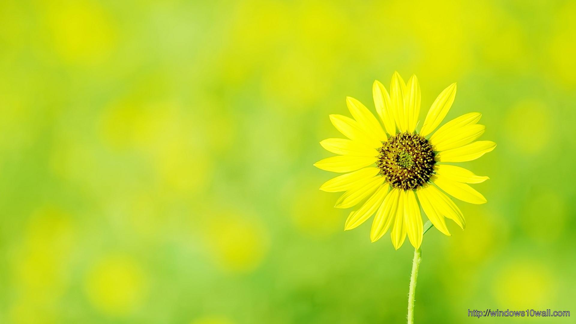 Yellow Flower HD Top Wallpaper 10 Wallpaper