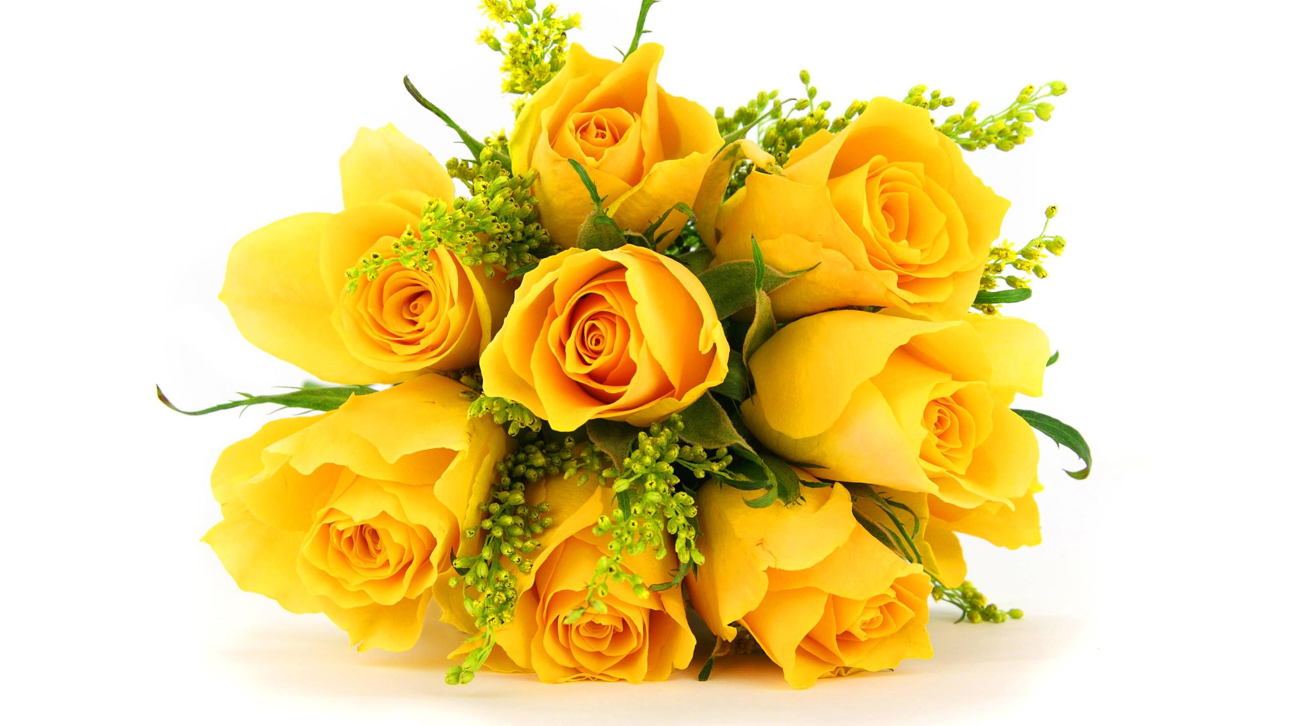 Yellow Rose Background