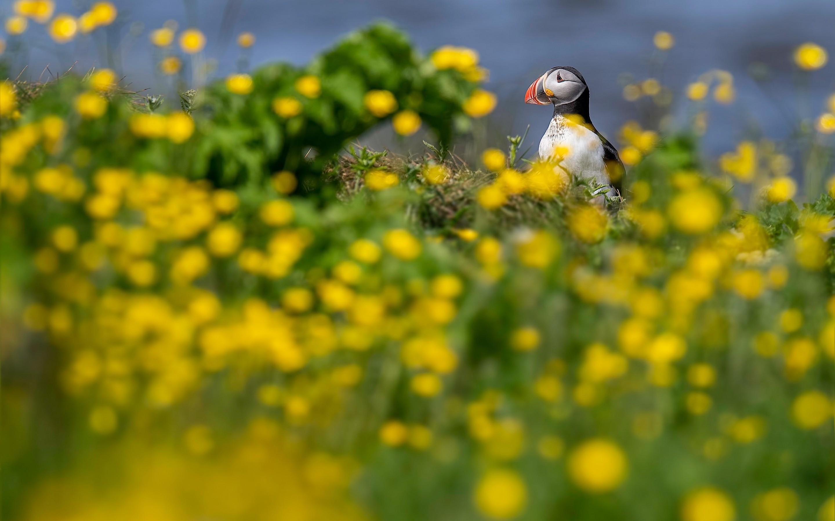 Download 2880x1800 Puffin, Yellow Flowers Wallpaper for MacBook Pro