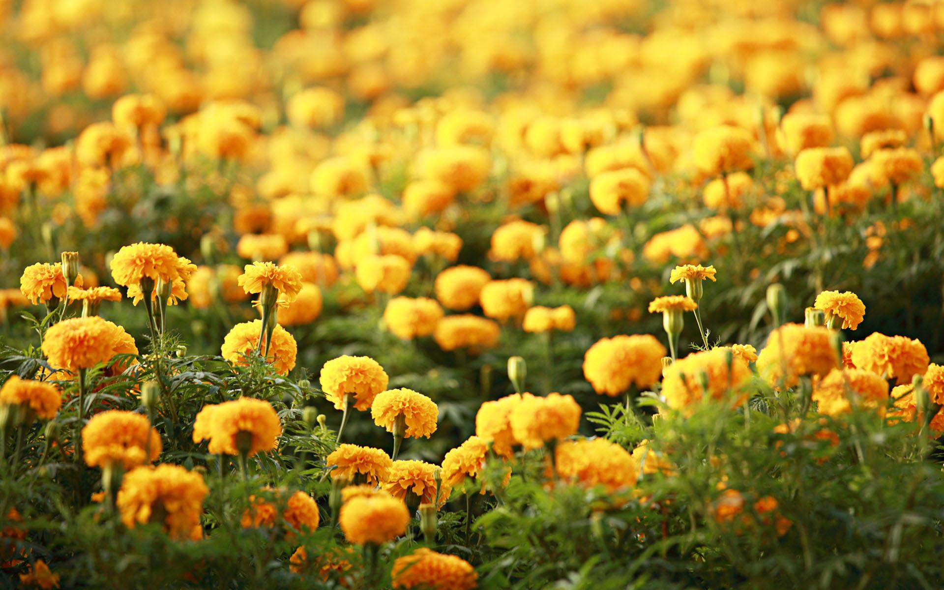 Field Of Yellow Flowers Wallpaper