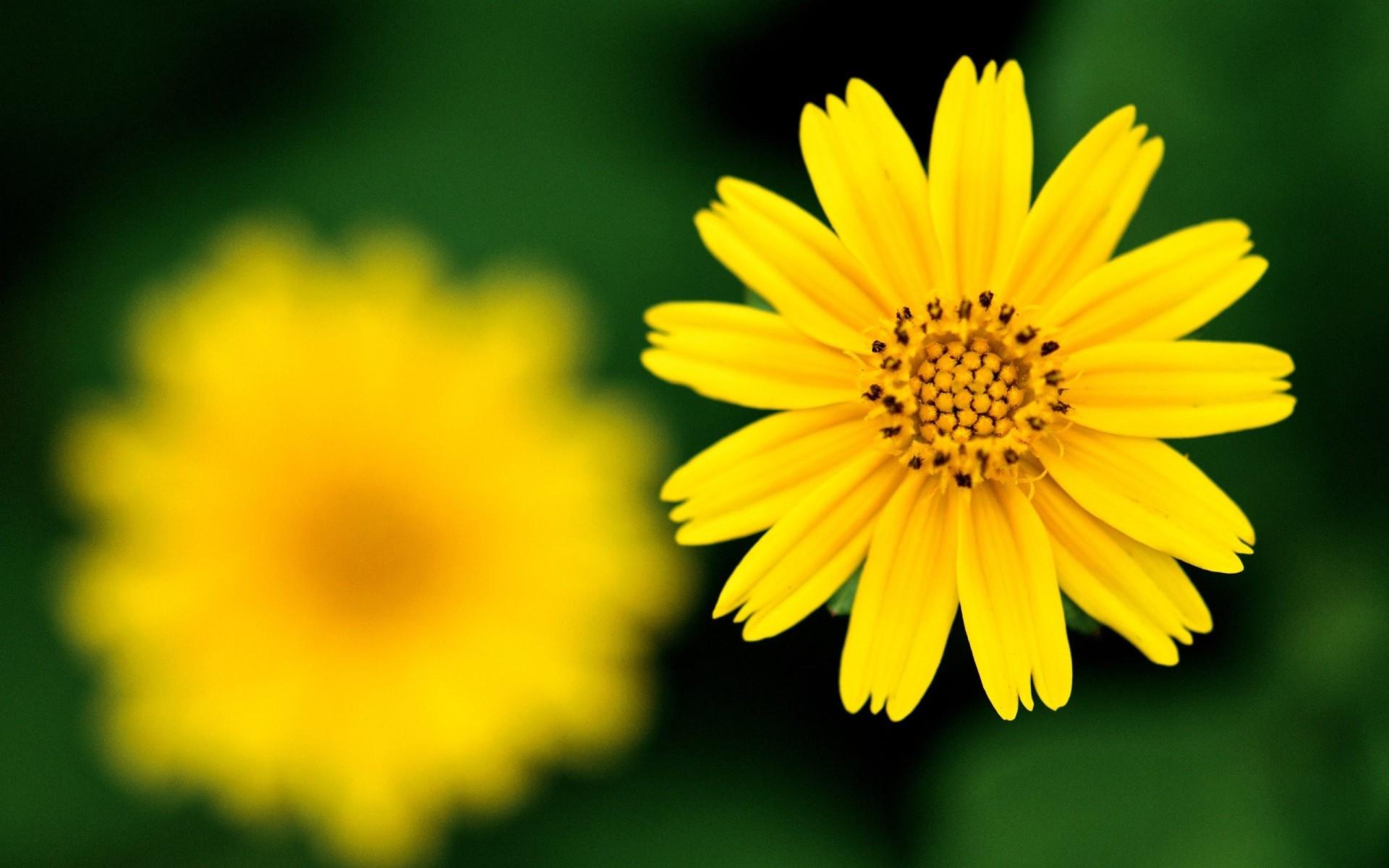 Yellow Flowers Wallpaper HD I6Q75