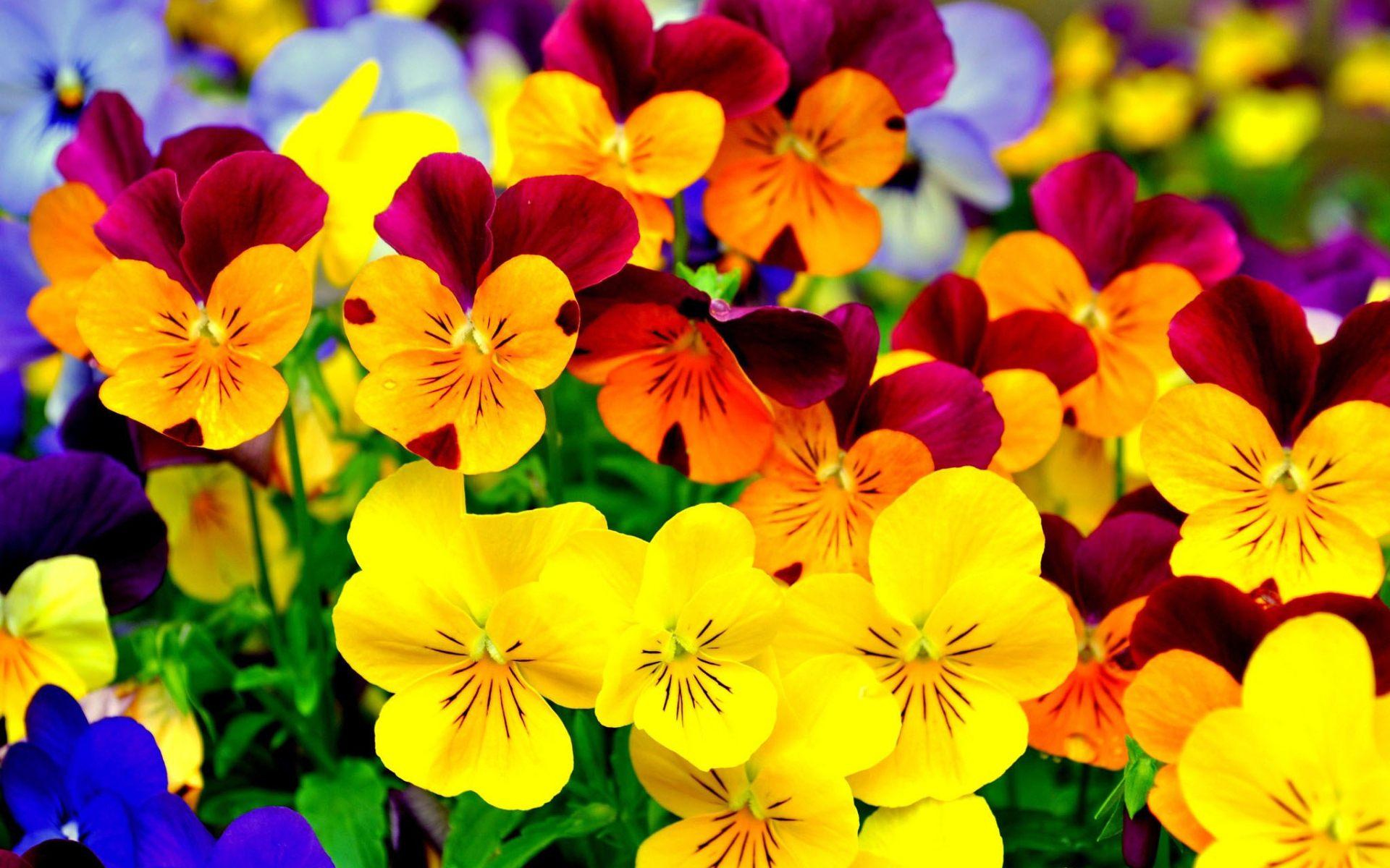 Download Pansies Yellow Flowers Wallpaper HD for desktop, mobile