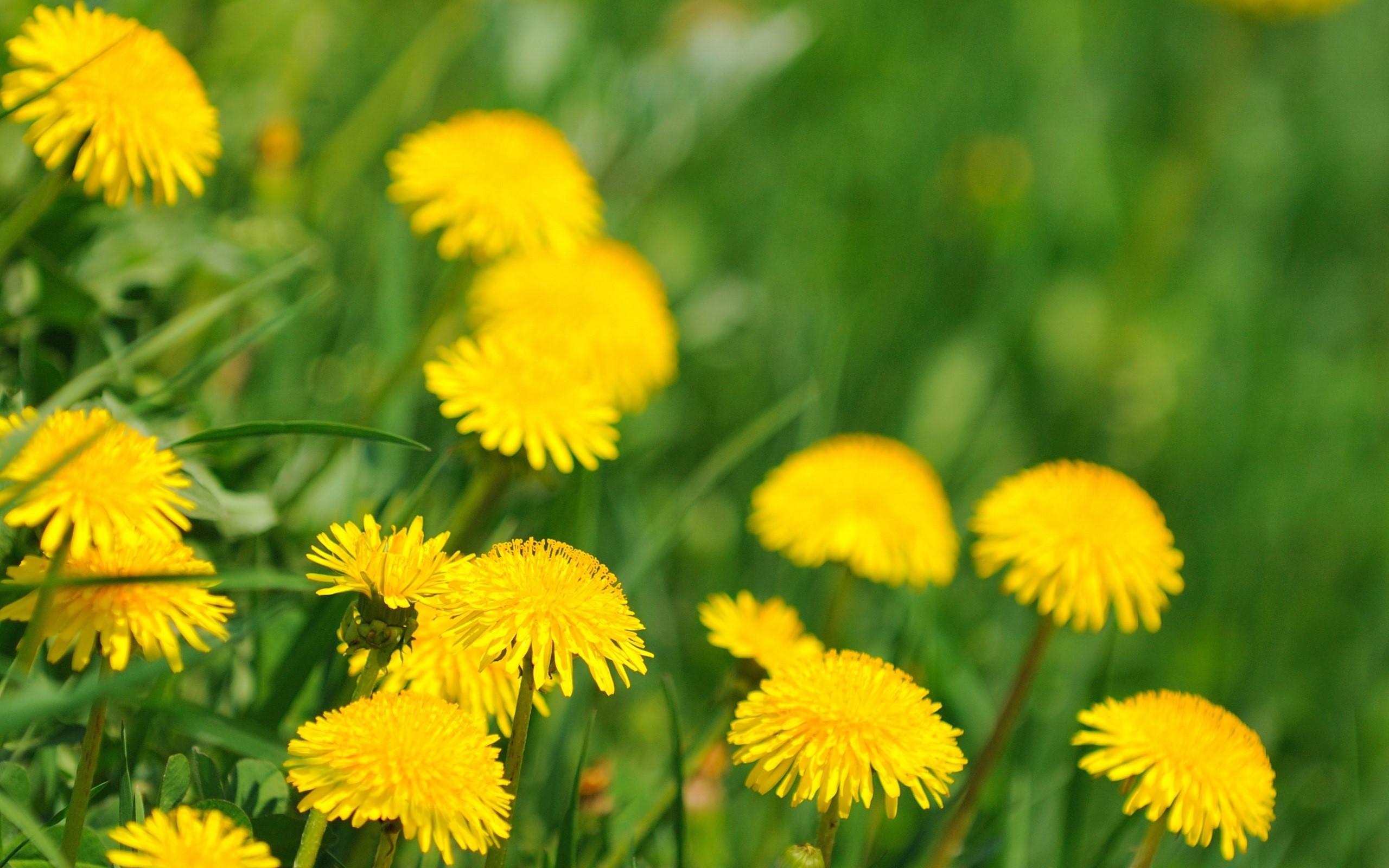 Yellow Flowers HD Wallpaper Image Picture Photo Download
