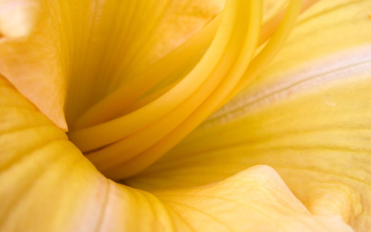 Yellow flower core 31738