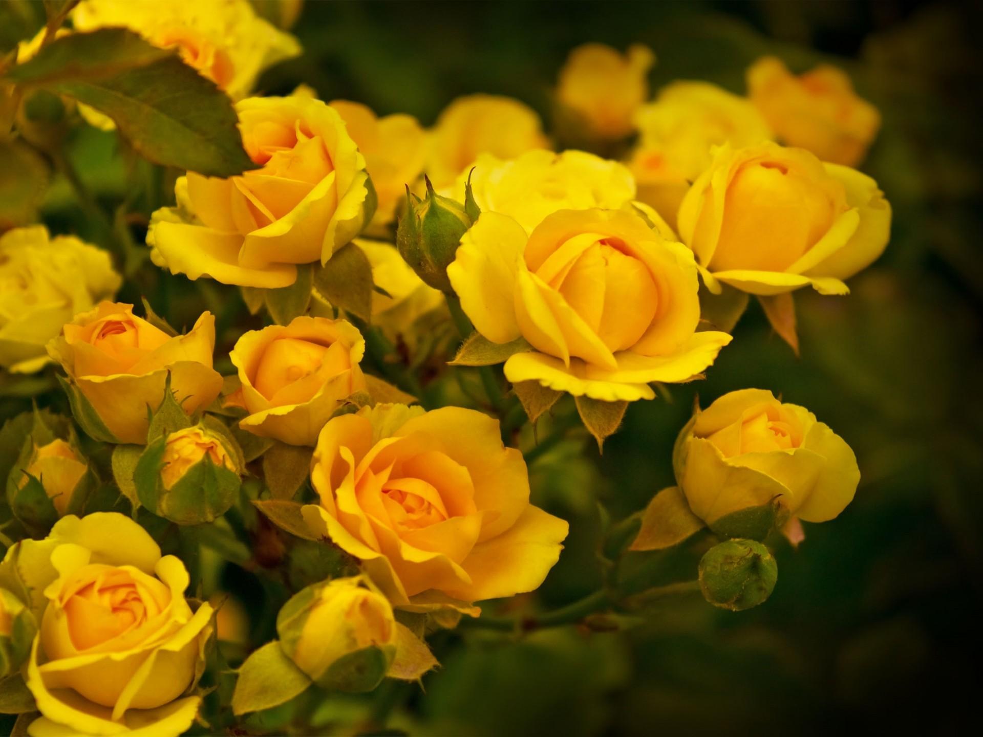 Yellow Roses New Image Color Expression HD Wallpaper 1566975