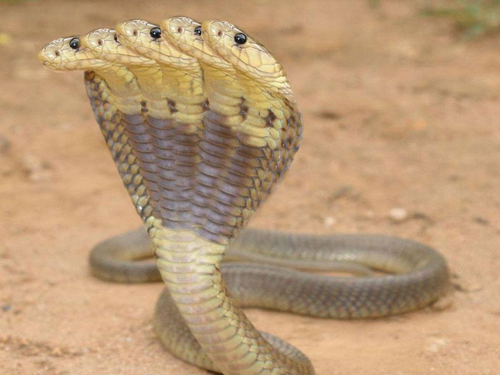 King Cobra Images Browse 8126 Stock Photos  Vectors Free Download with  Trial  Shutterstock