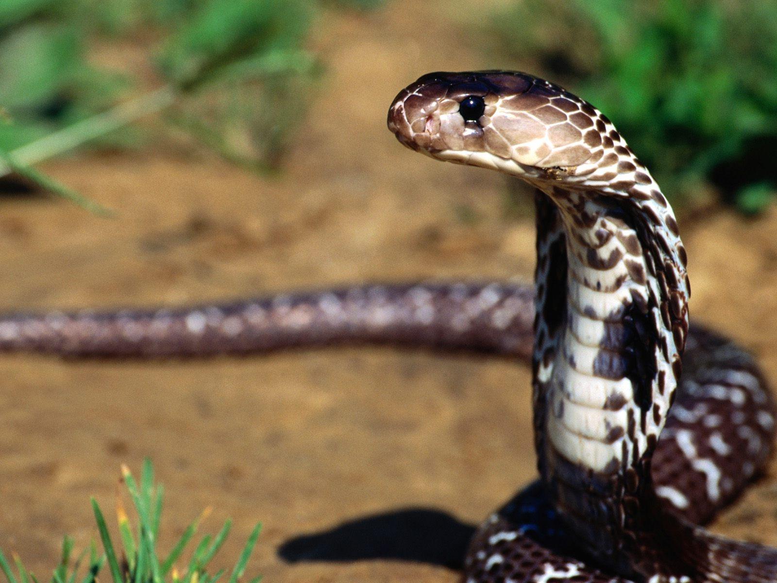 King Cobra Snake Attacking HD Wallpaper, Background Image
