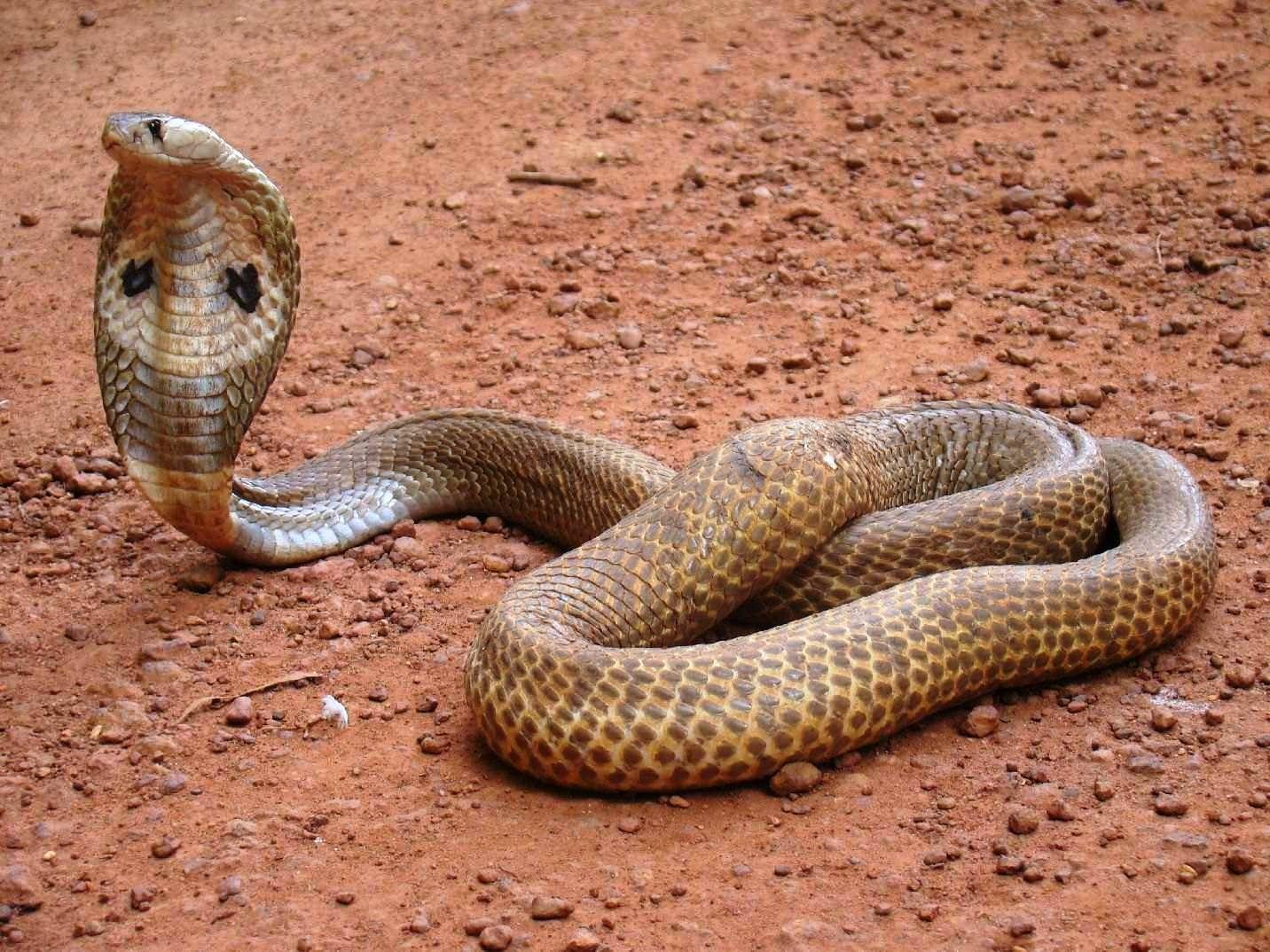 Download Beautiful Indian King Cobra Snake Wallpaper