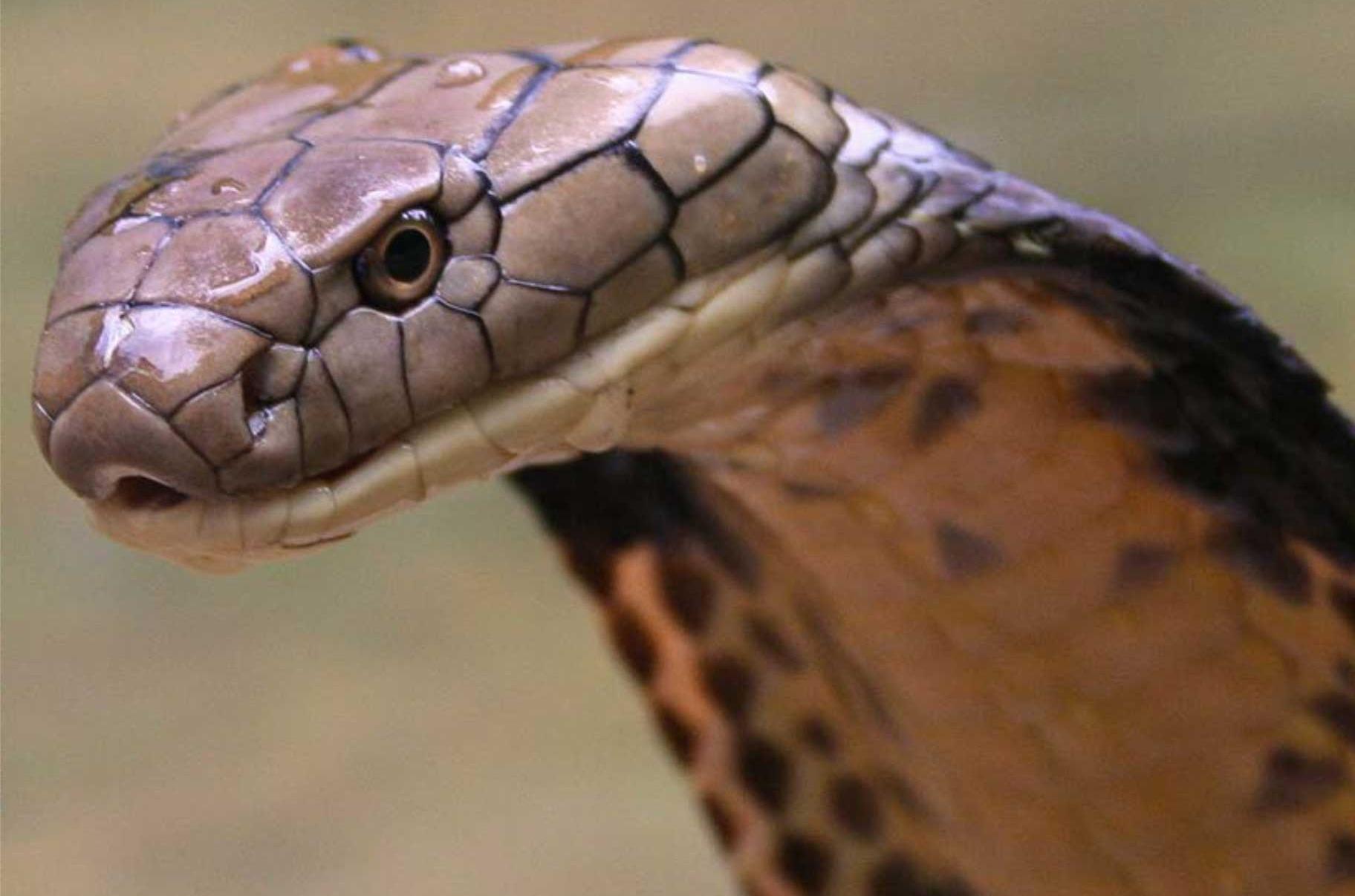 King Cobra Wallpaper Picture on Animal Picture Society