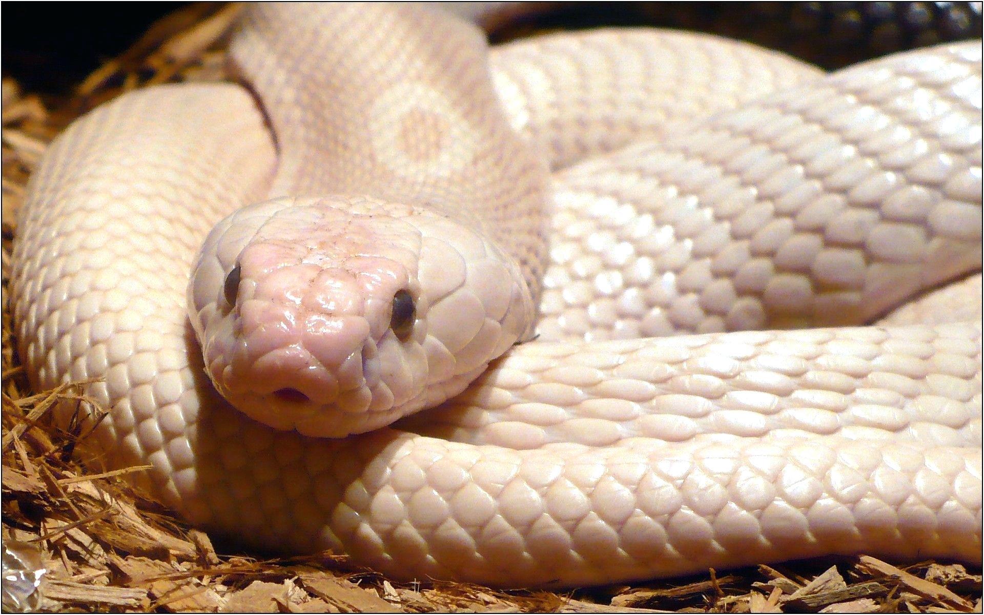 Albino Cobra Snake King Cobra Snake Wallpaper Albino Cobra Snake