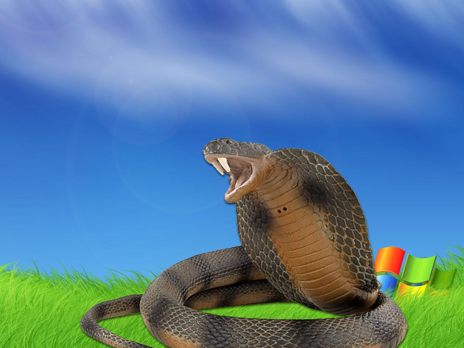 King Cobra HD Wallpaper Download Group , Download for free