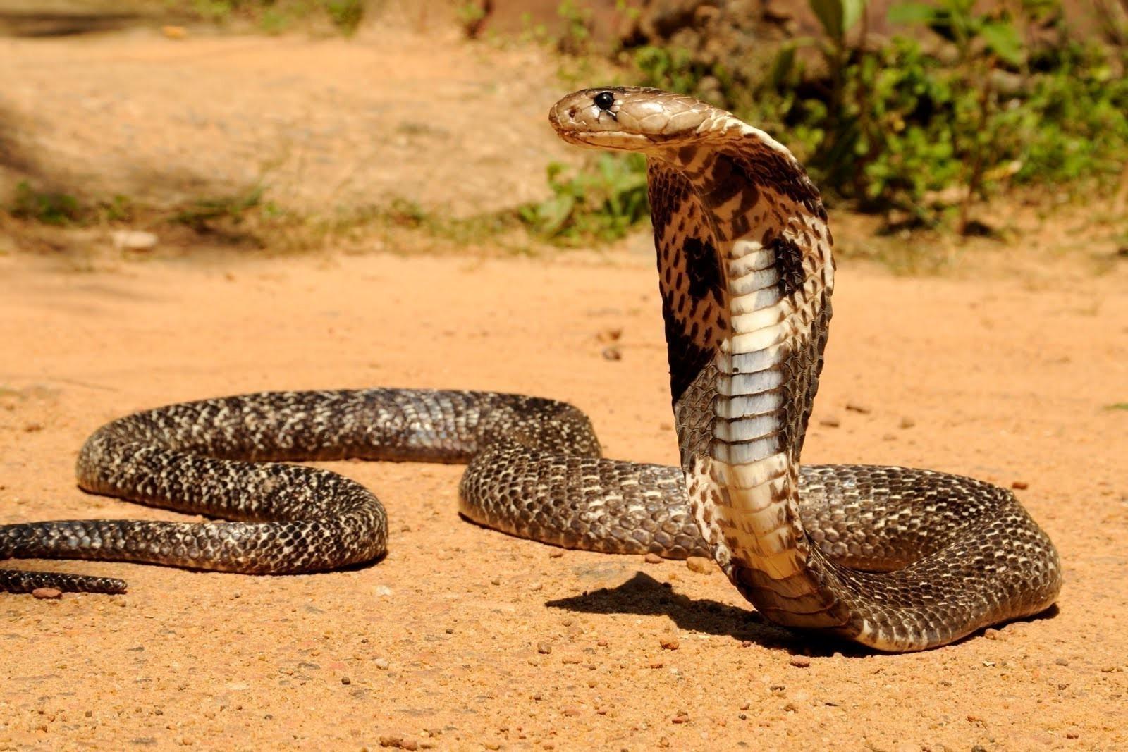 King Cobra Wallpapers Wallpaper Cave