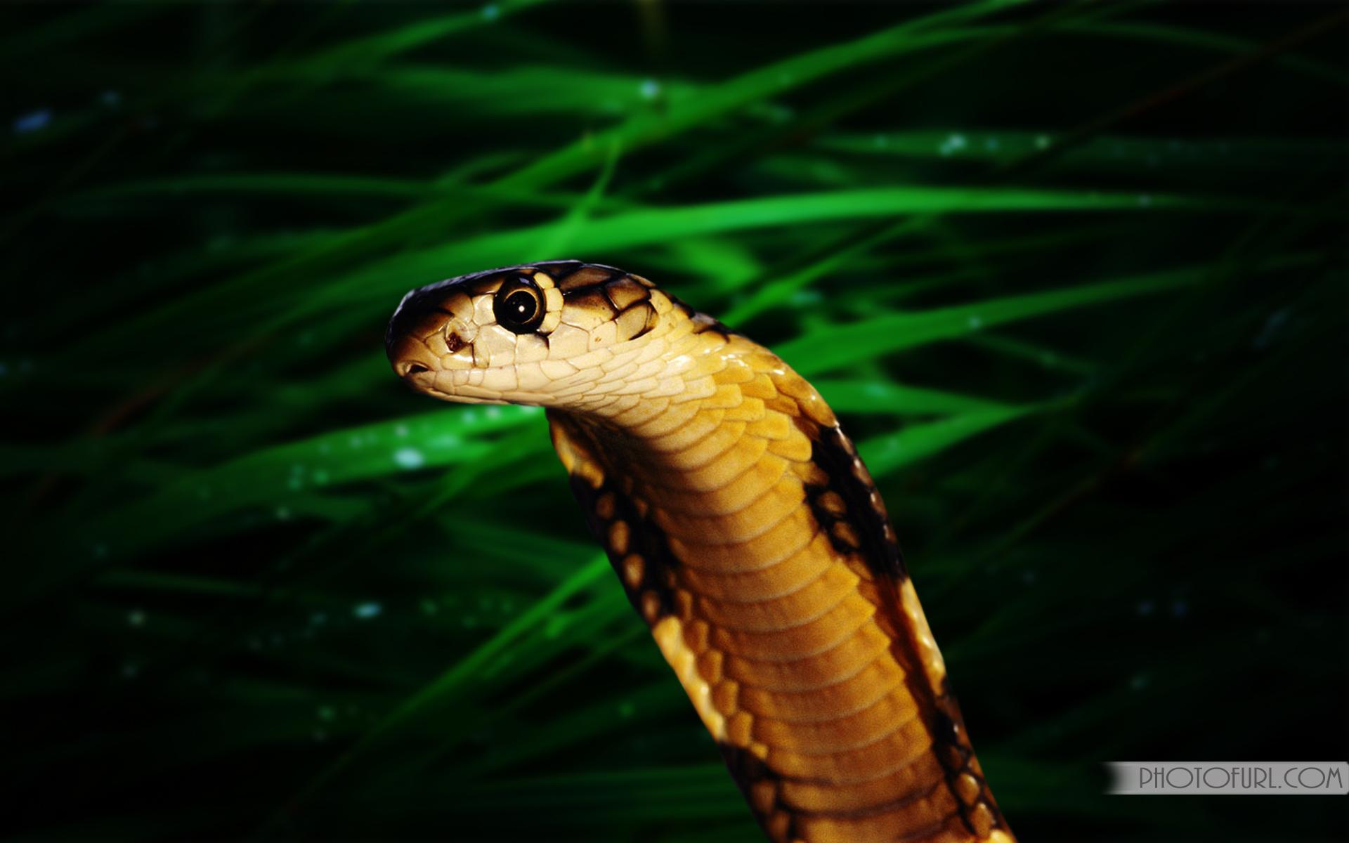 3D King Cobra Snake Wallpaper