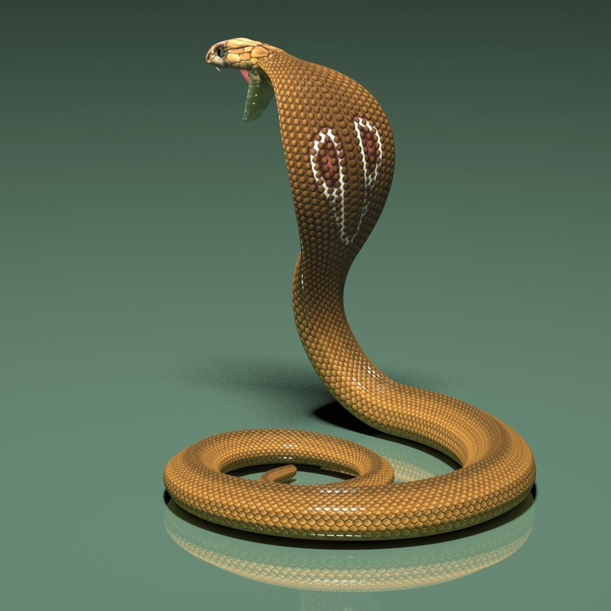 3D King Cobra Snake Wallpaper , free download, (67)