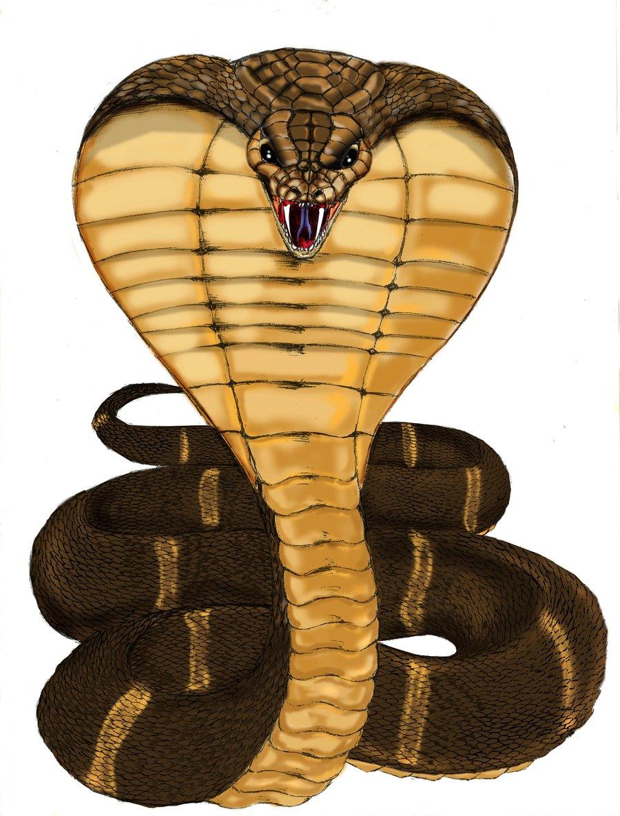 3D King Cobra Snake Wallpaper, image collections of wallpaper
