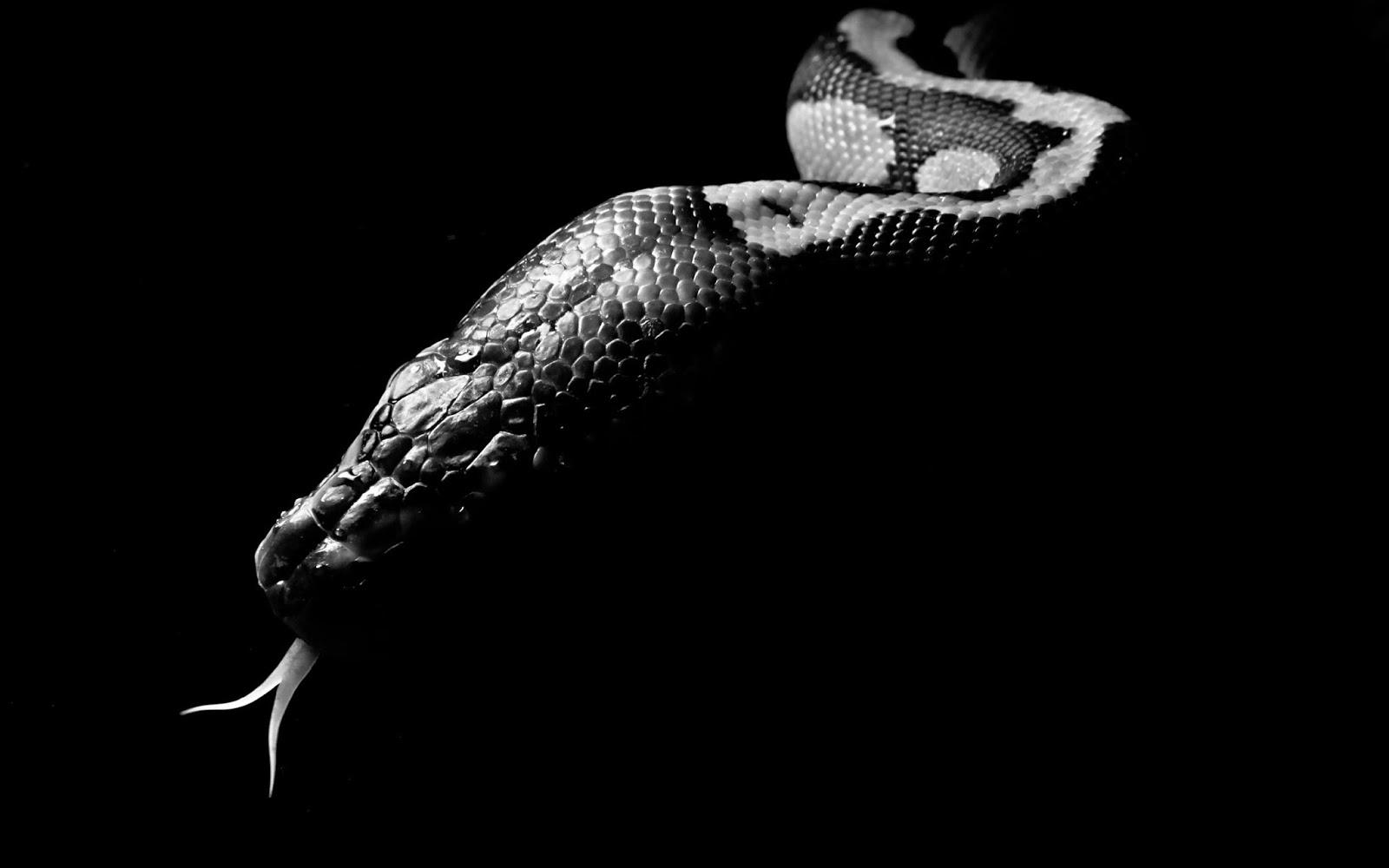 Download 3D King Cobra Snake Wallpaper (67)