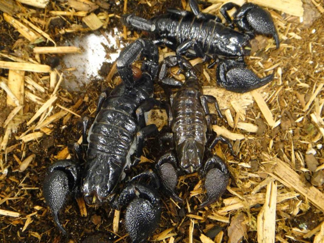 Black scorpions Wallpaper HD for Android