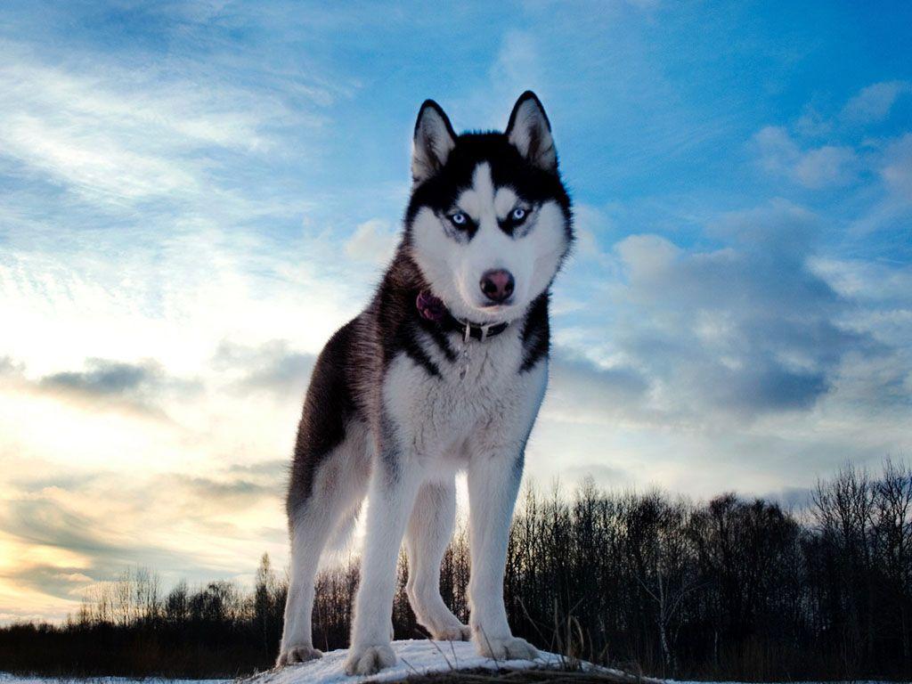 Tag: Siberian Husky Wallpaper, Background, Photo, Image