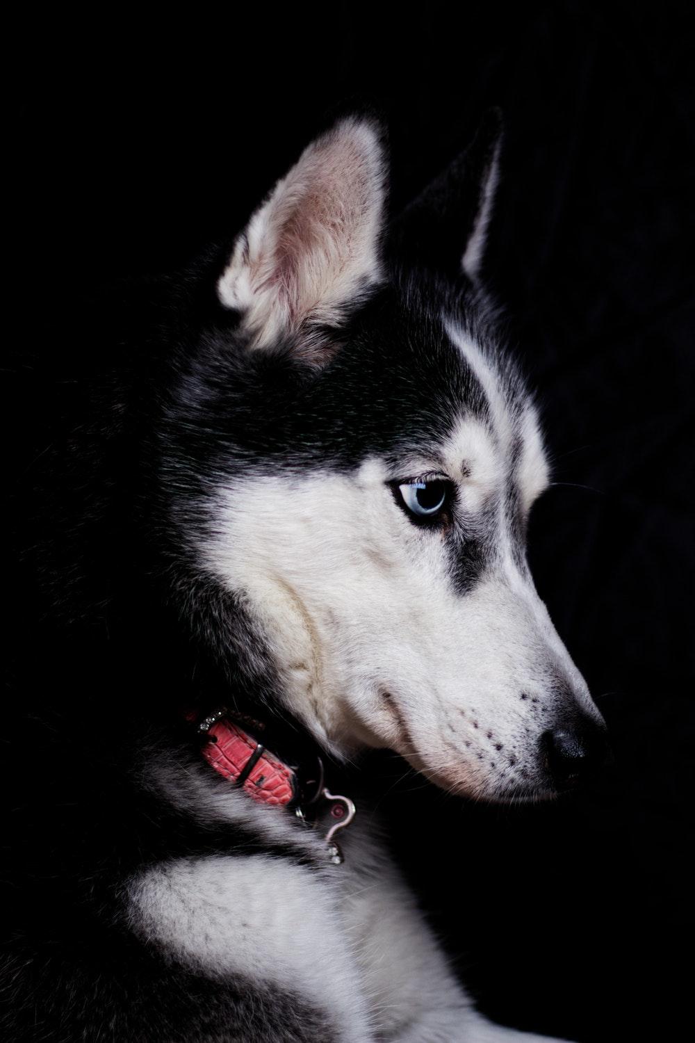 Siberian Husky Picture [HD]. Download Free Image