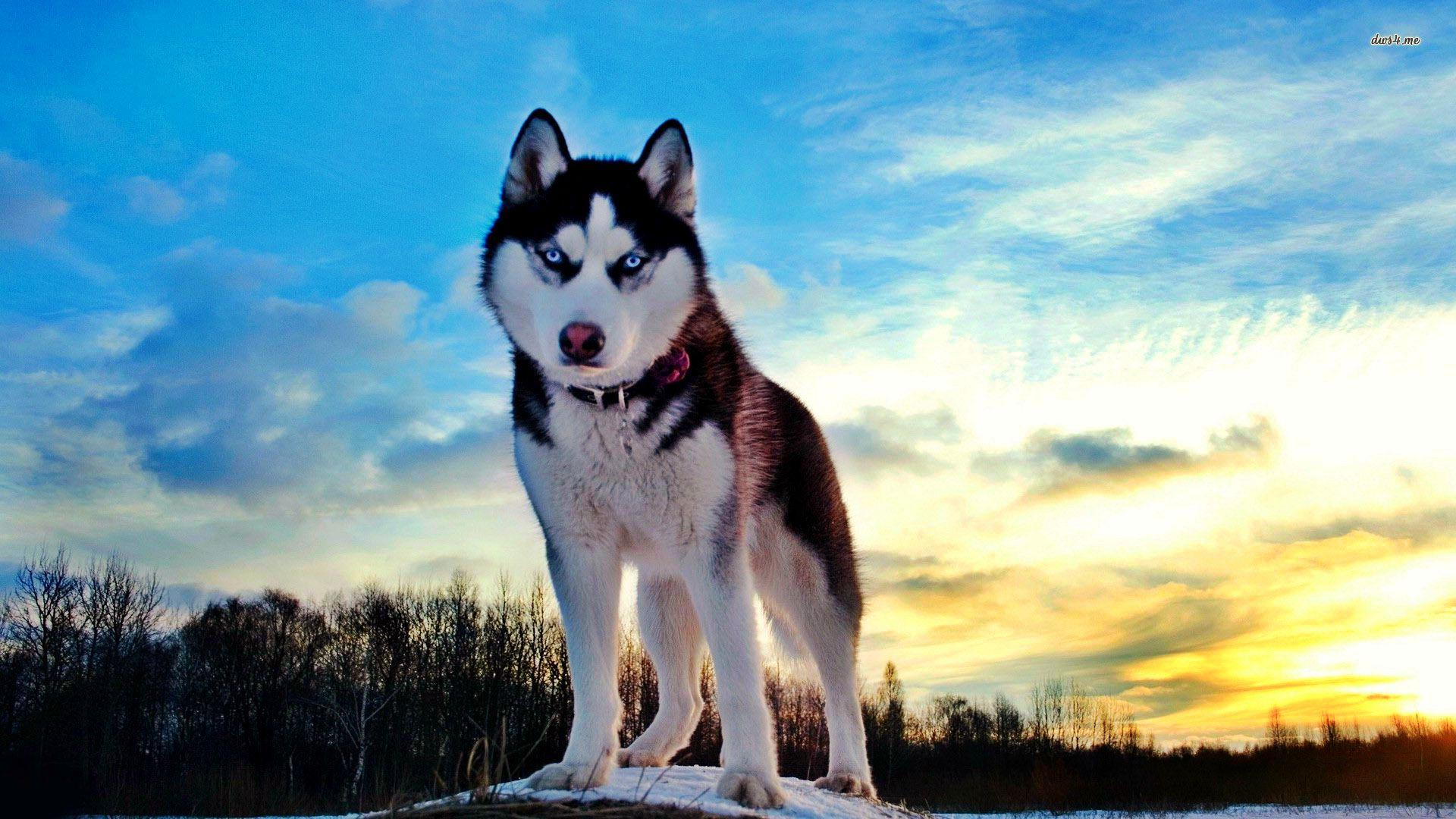 Siberian Husky Wallpaper 1080p #EQHETKF