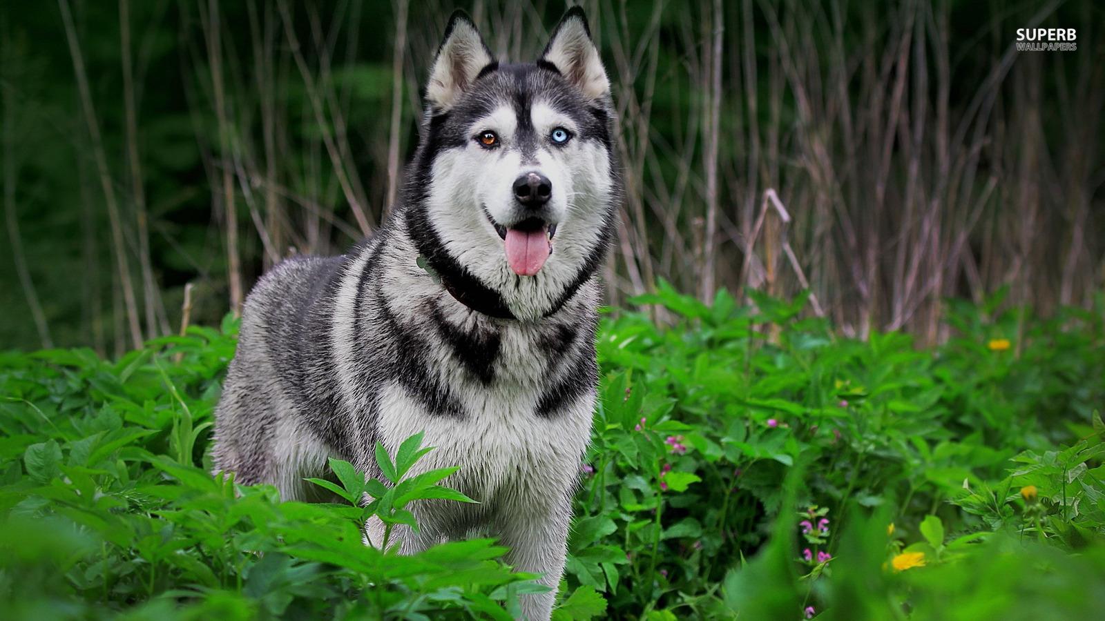 Siberian Huskies image Husky HD wallpaper and background photo