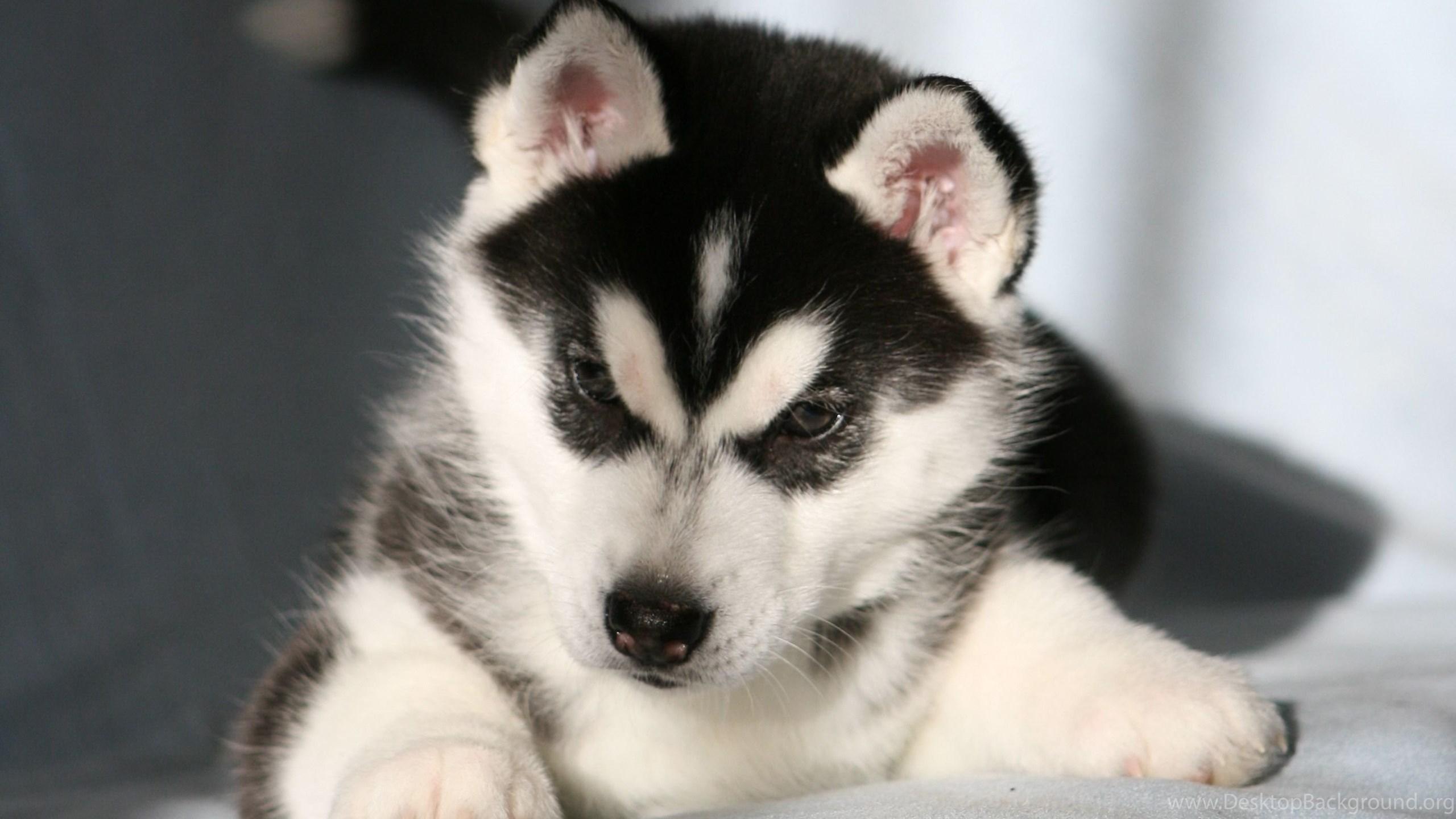The Puppy Siberian Husky Wallpaper And Image Wallpaper
