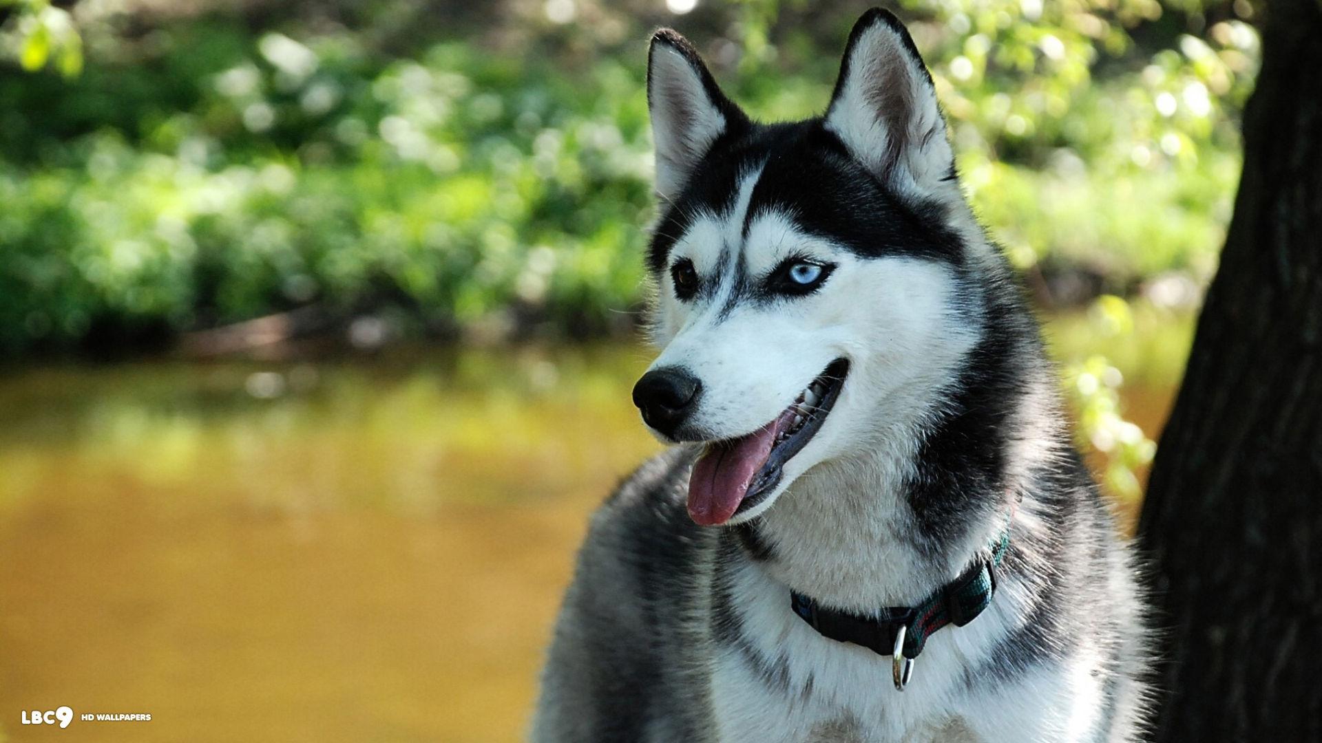 New Siberian Husky Background Wallpaper WP Collection