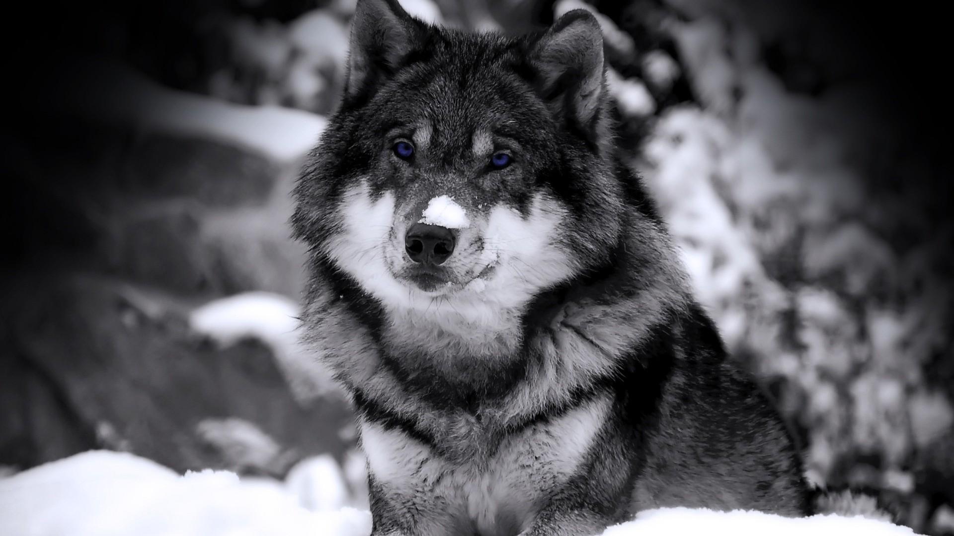 Wallpaper Blink Husky Wallpaper HD 9 X 1080