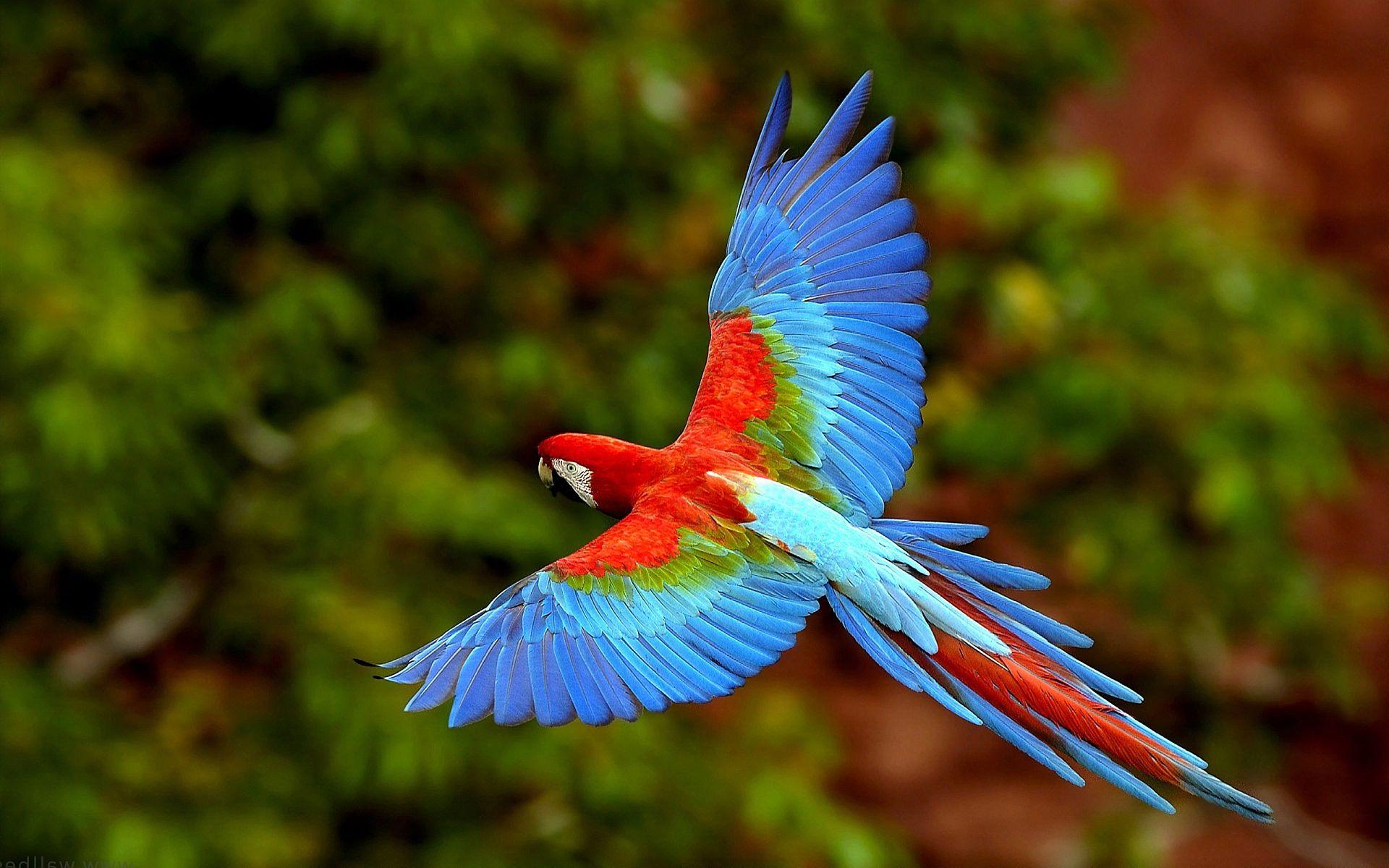 Flying Macaw. Flying parrot Wallpaper Picture Photo Image