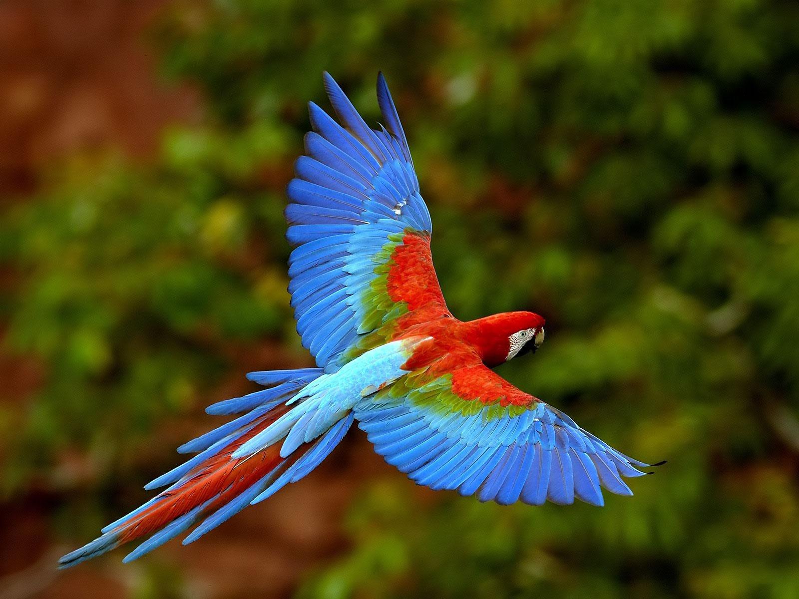 Wildlife of the World: Beautiful Parrot Wallpaper 2012
