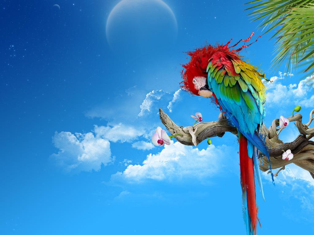 Parrots image Parrot HD wallpaper and background photo