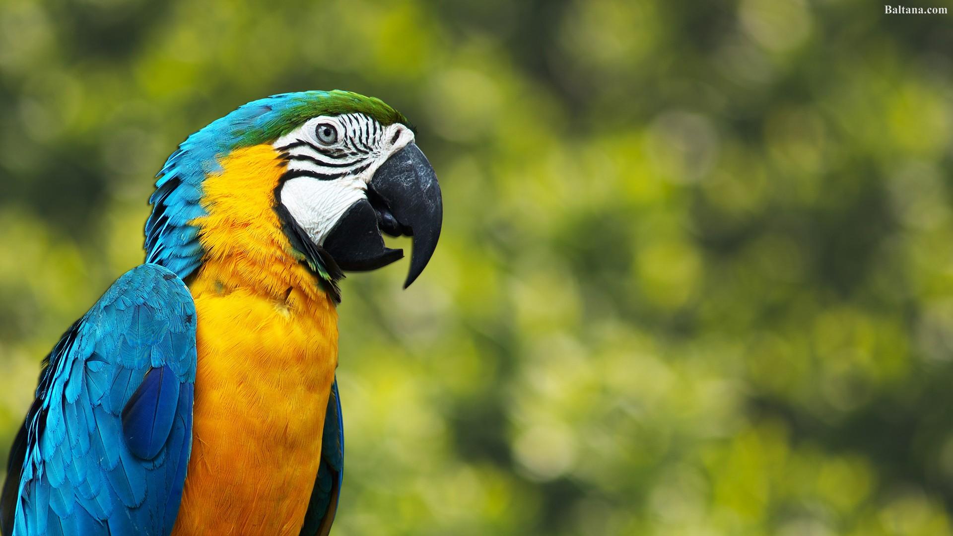 Parrot Wallpaper HD Background, Image, Pics, Photo Free Download