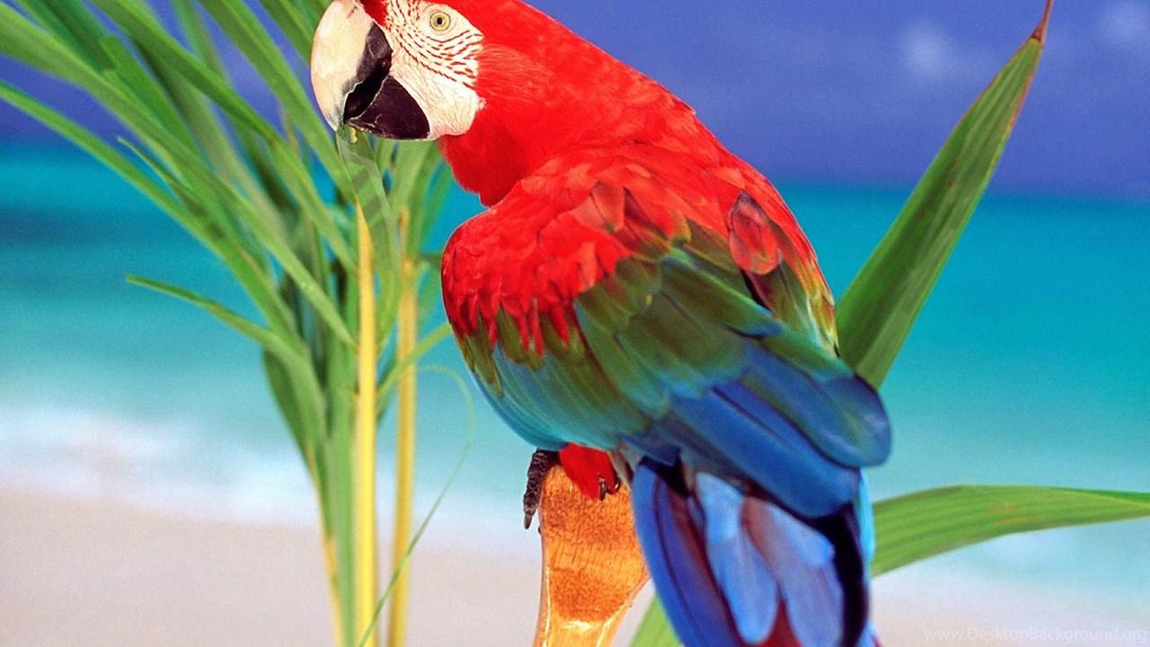 Parrot HD Wallpaper Desktop Background