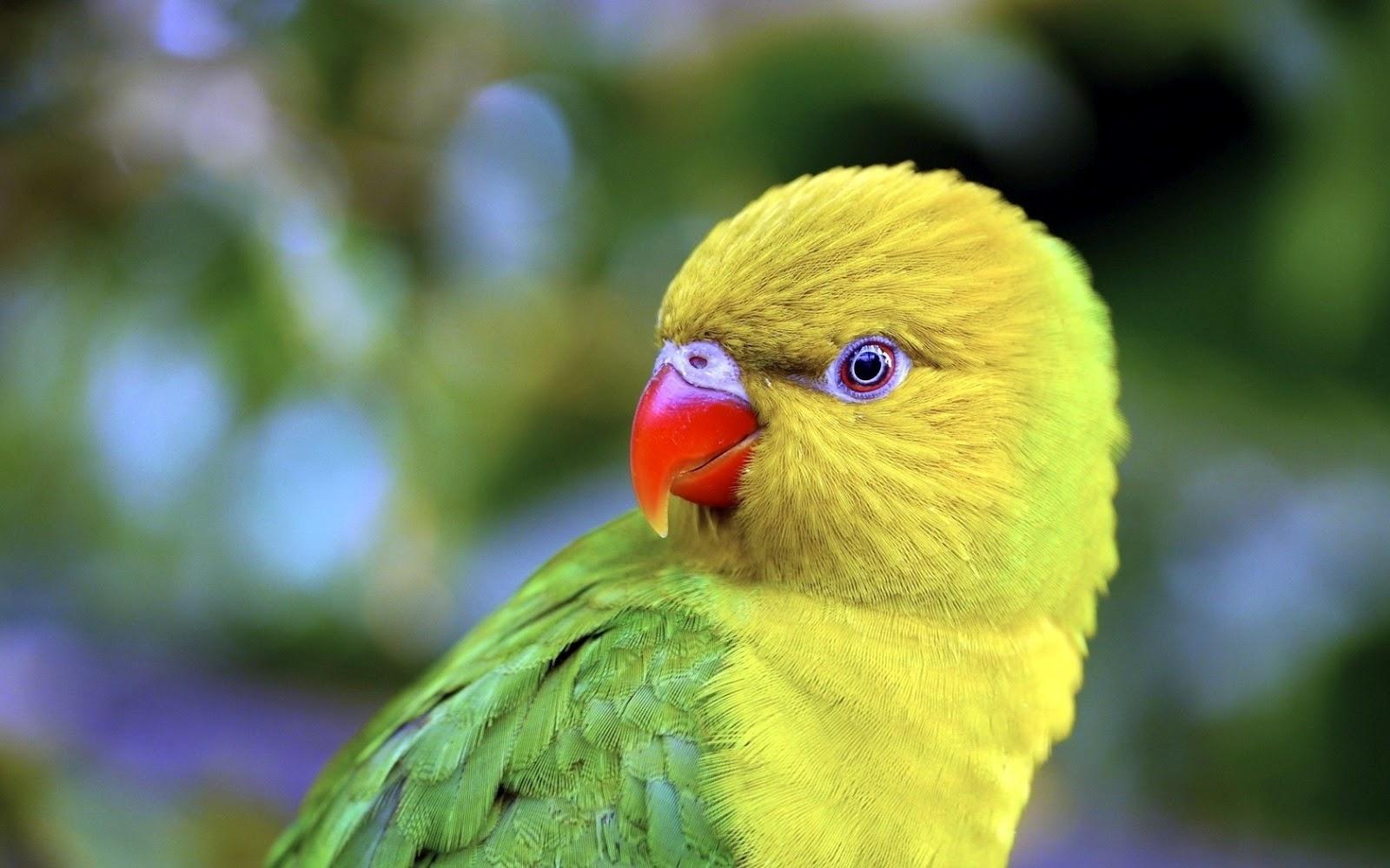 Download The Most Beautiful Most Beautiful Parrot Wallpaper